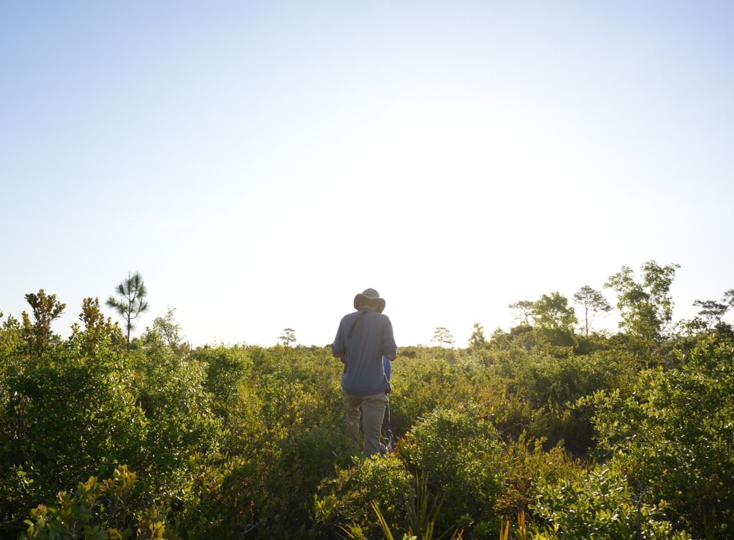Researcher walking through Scrub