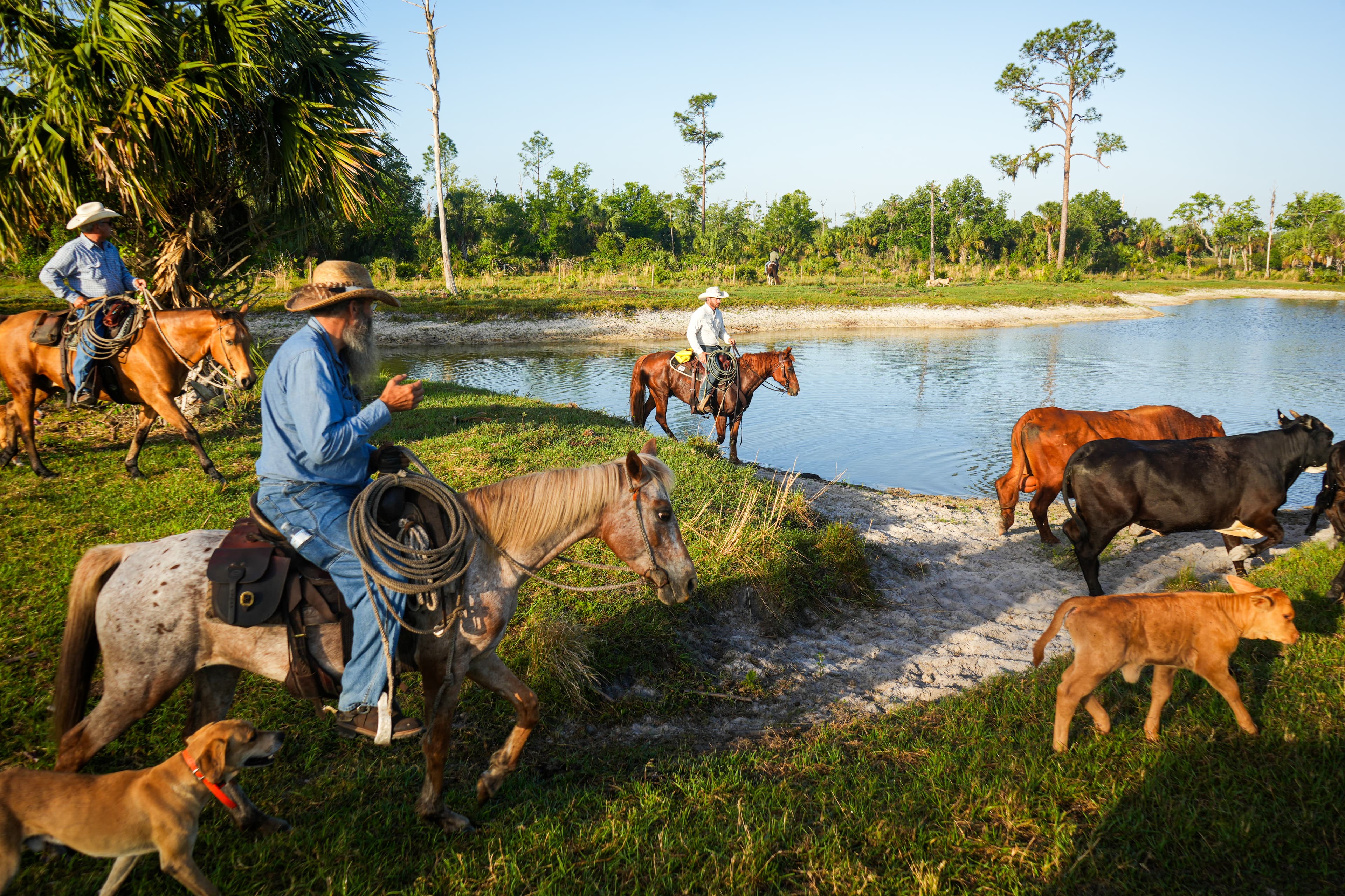 working cows near pond
