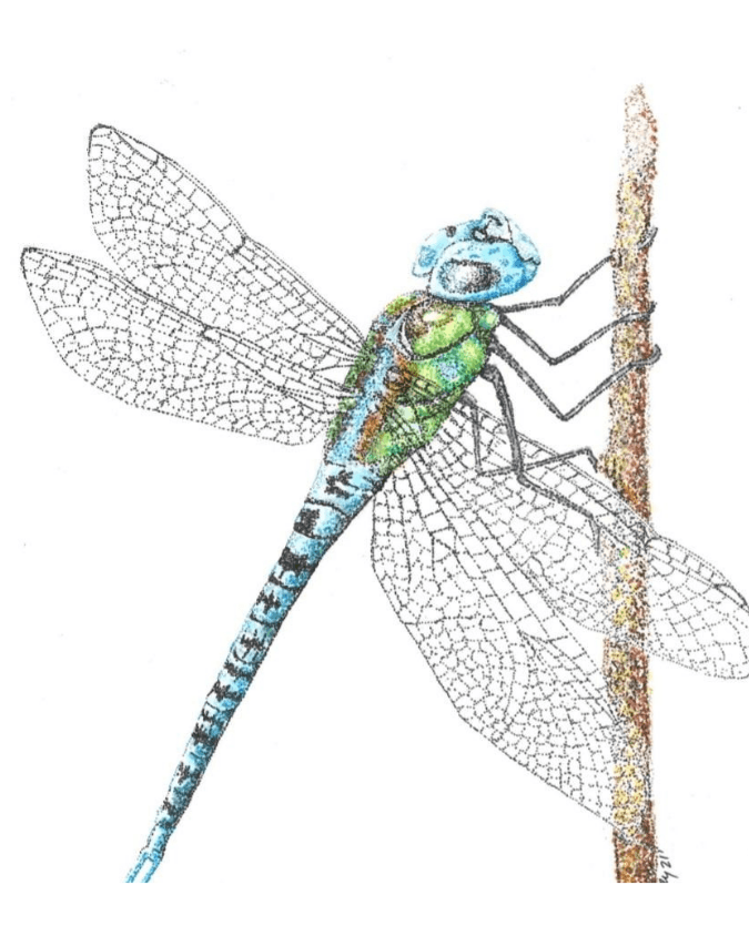 DragonflySketchDanielleIvey