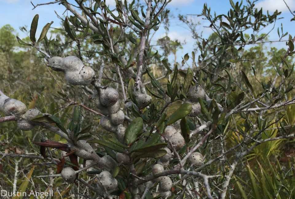 Galls growing on an oak at Archbold Biological Station. 
