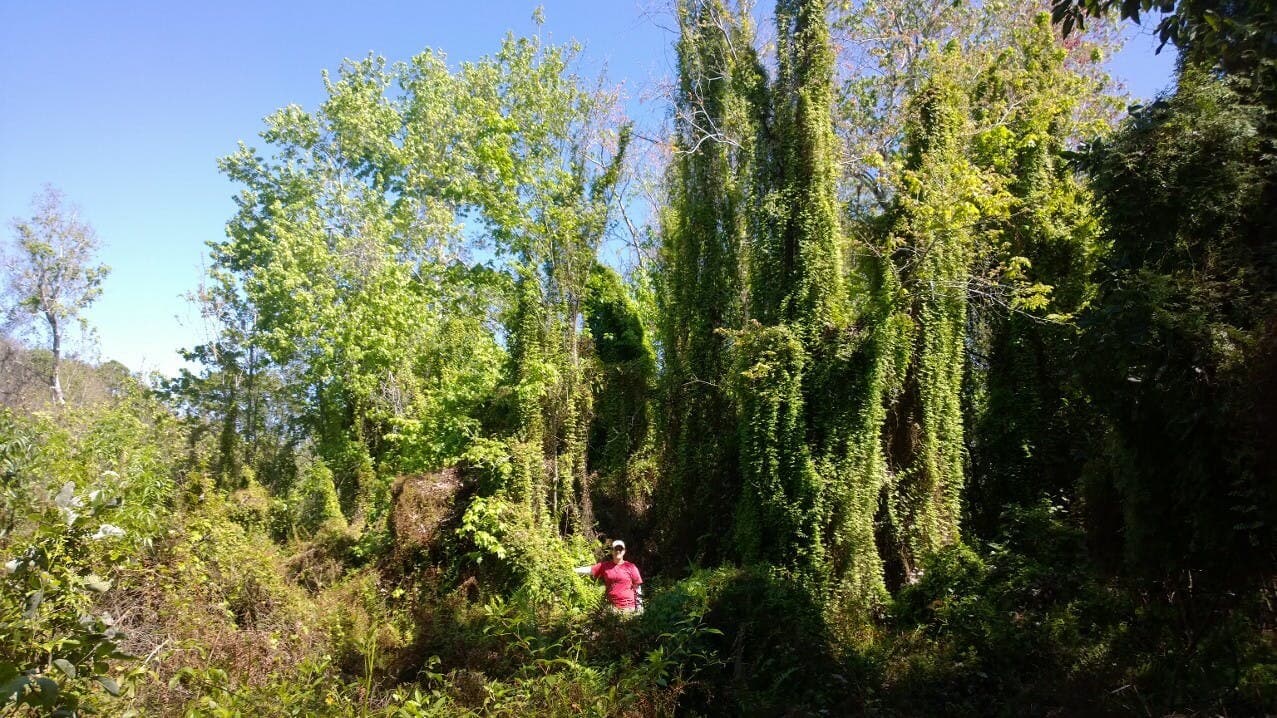 Invasive Species
