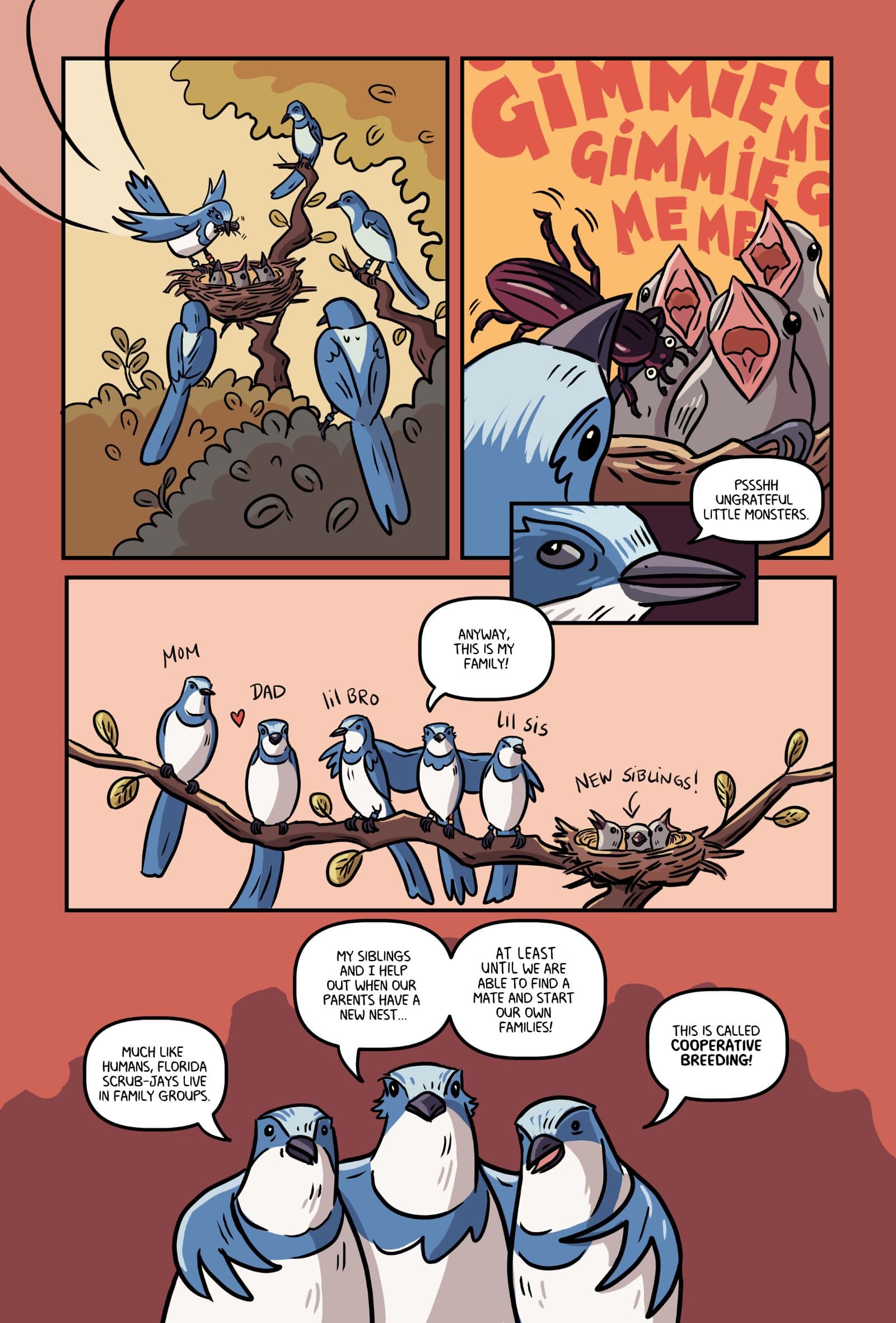 A page from Cora: Finding a Home in the Scrub that shows how Florida Scrub-Jay’s live in family groups.