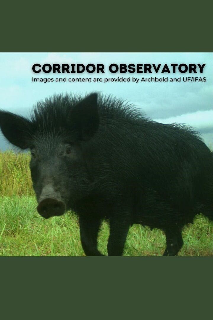 hog cropped