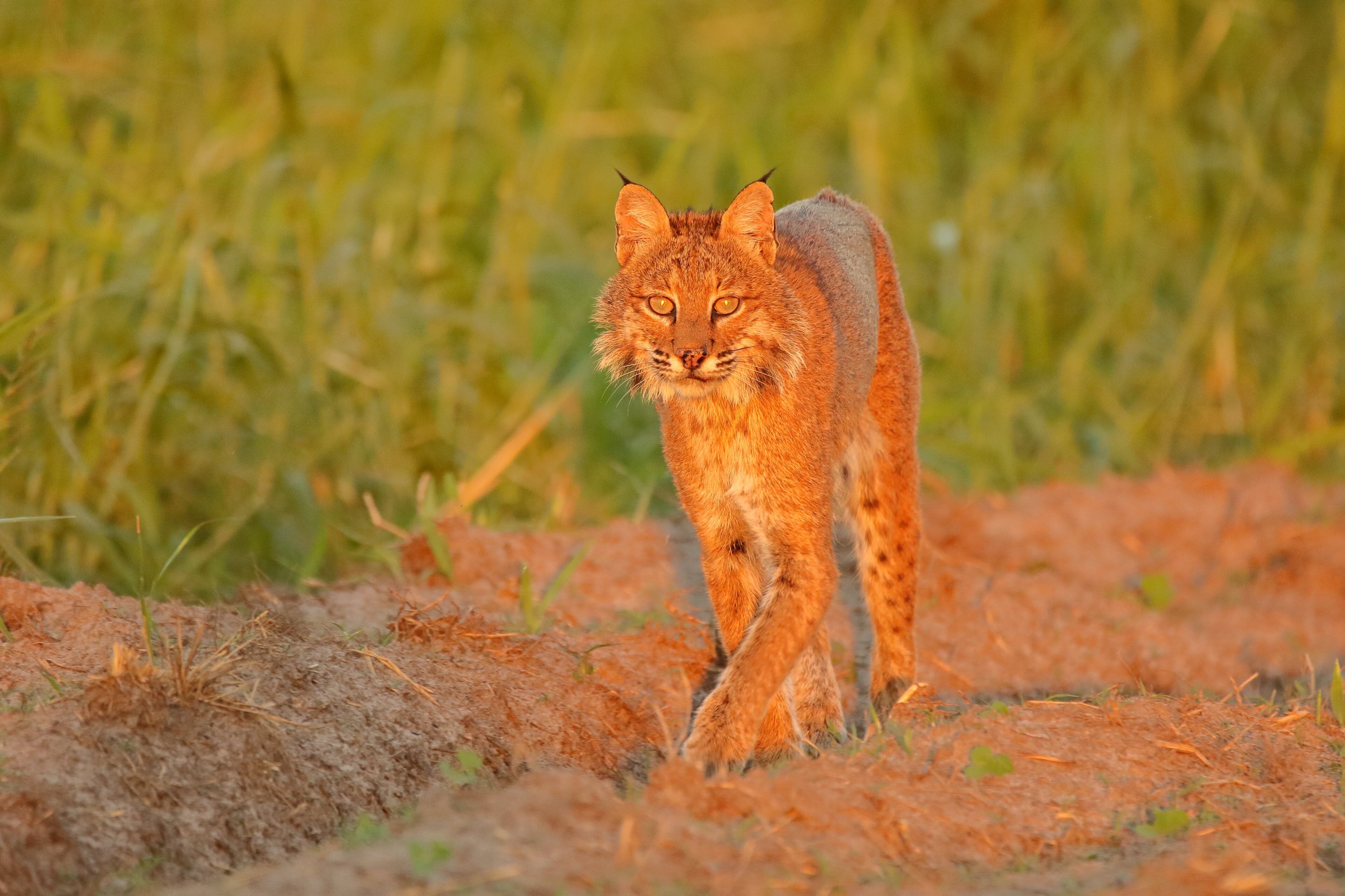 Bobcat