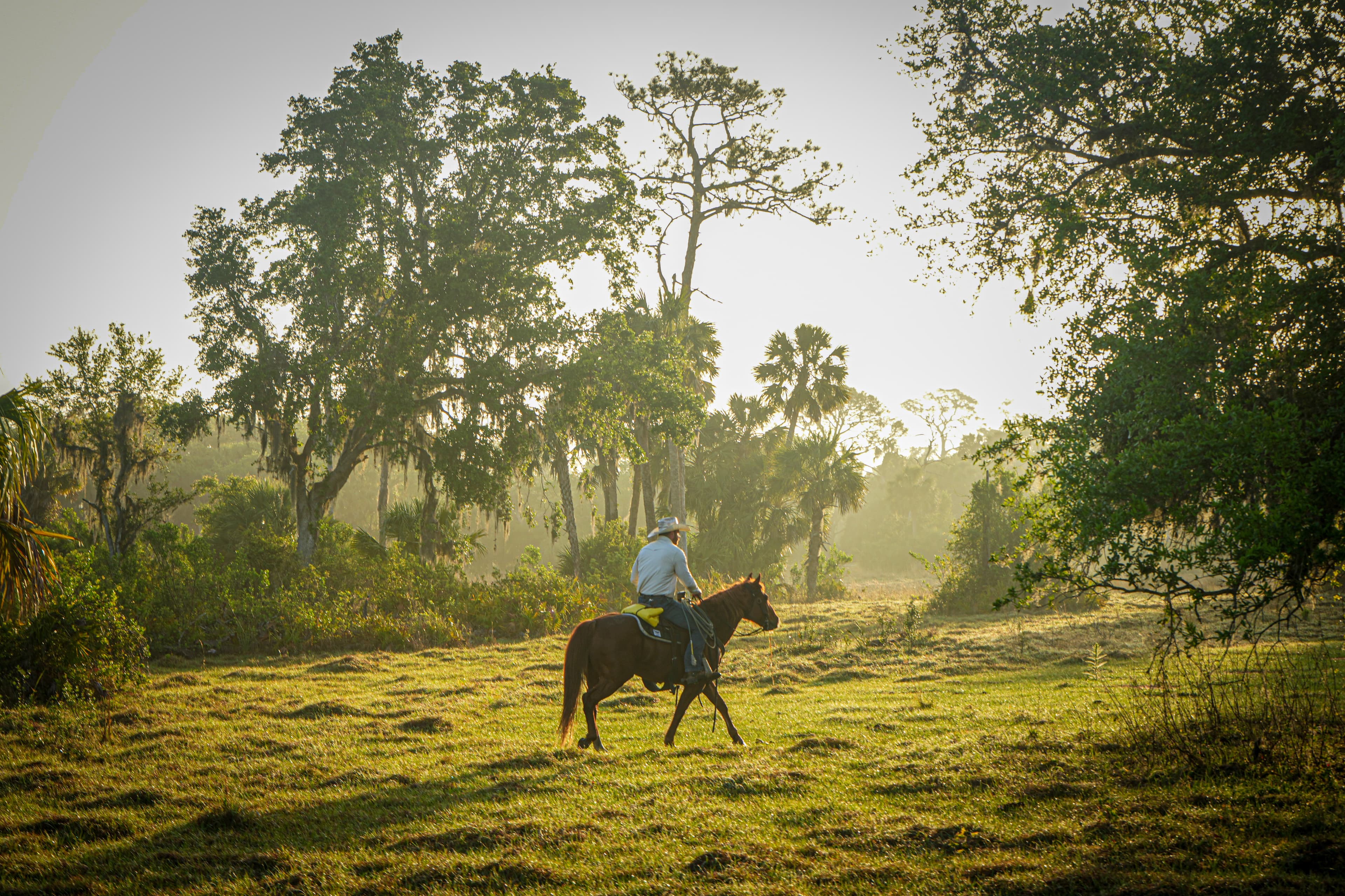 Cowboy at Sunrise