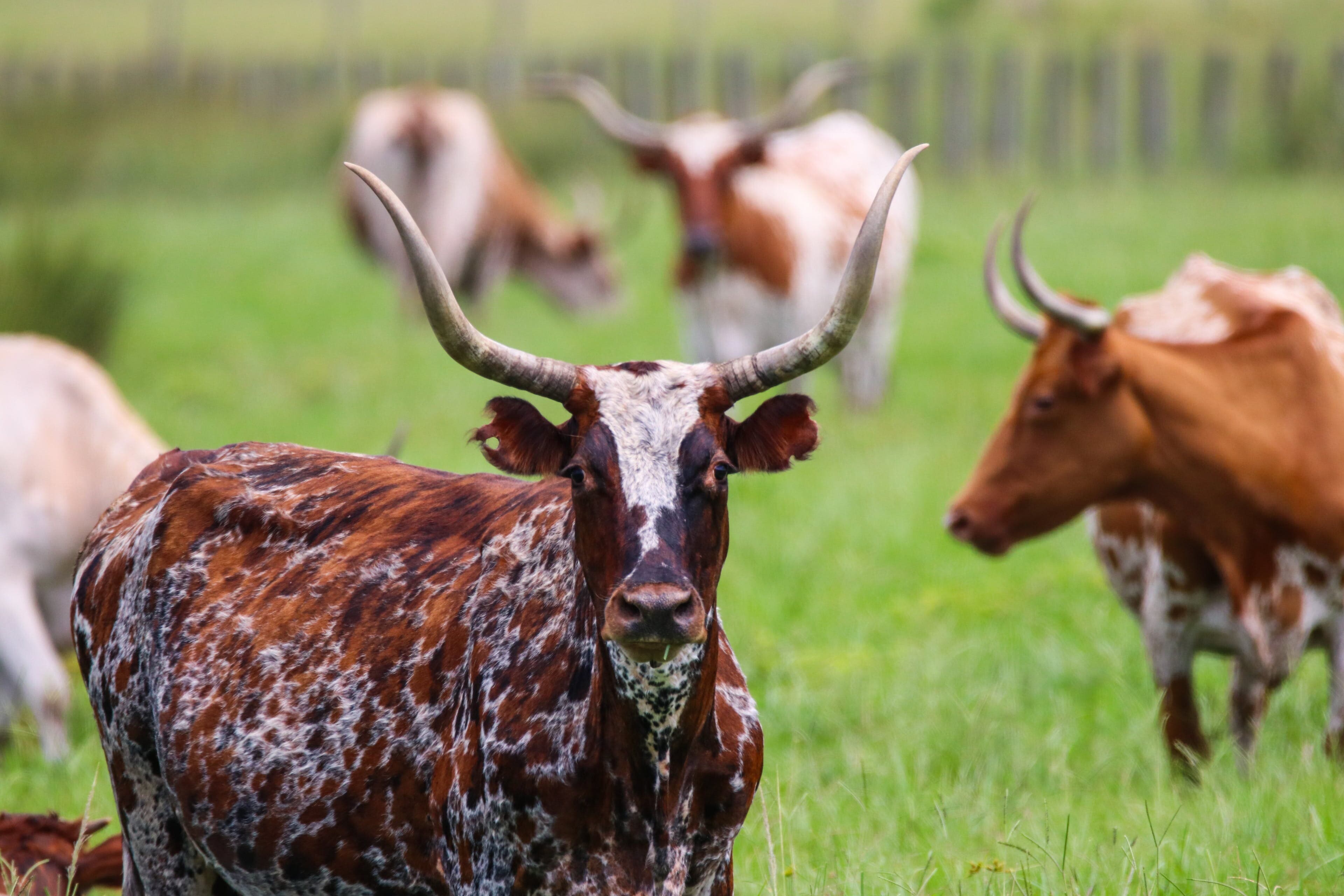 Buck Island Ranch
