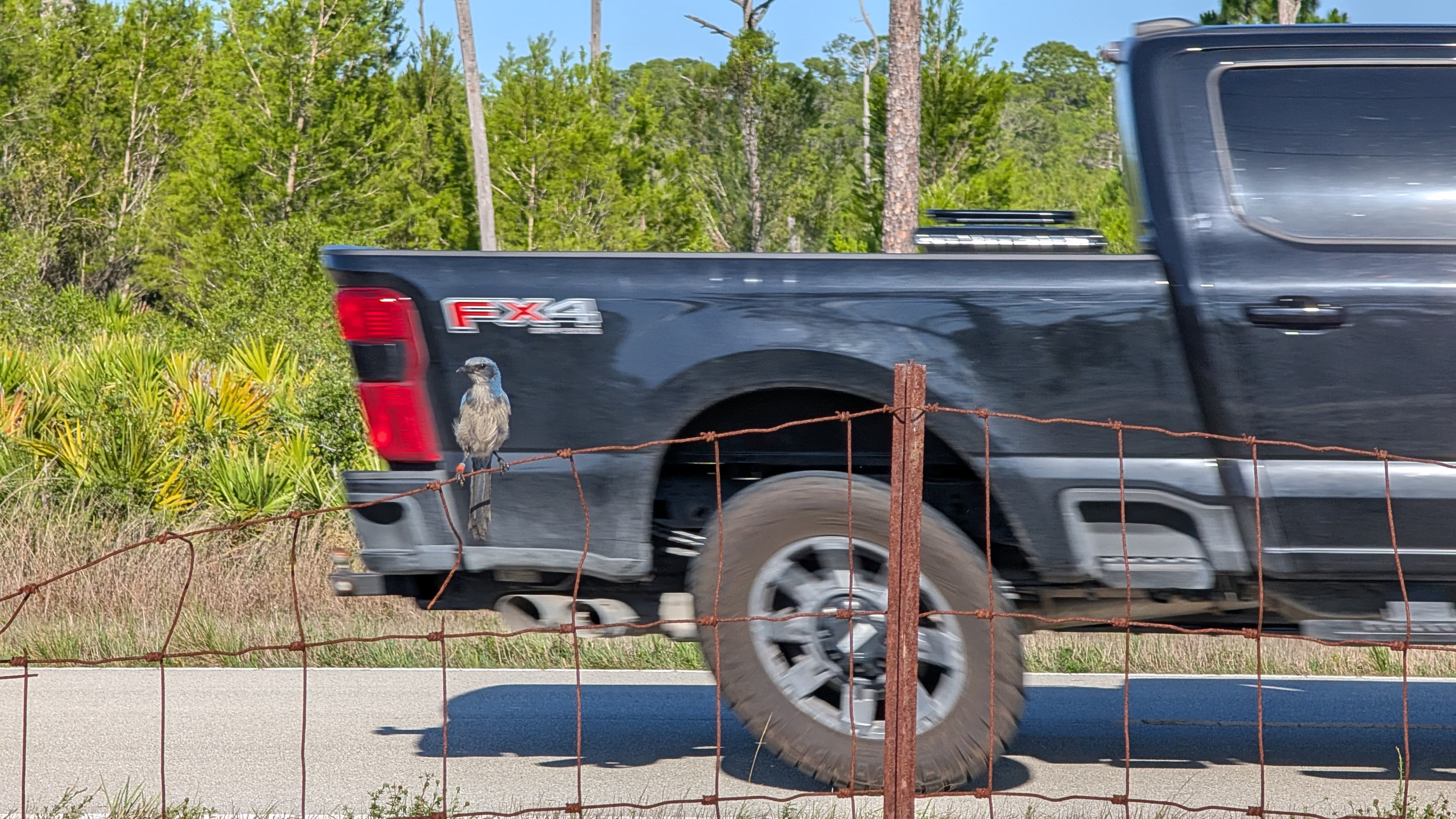 jay along sr8