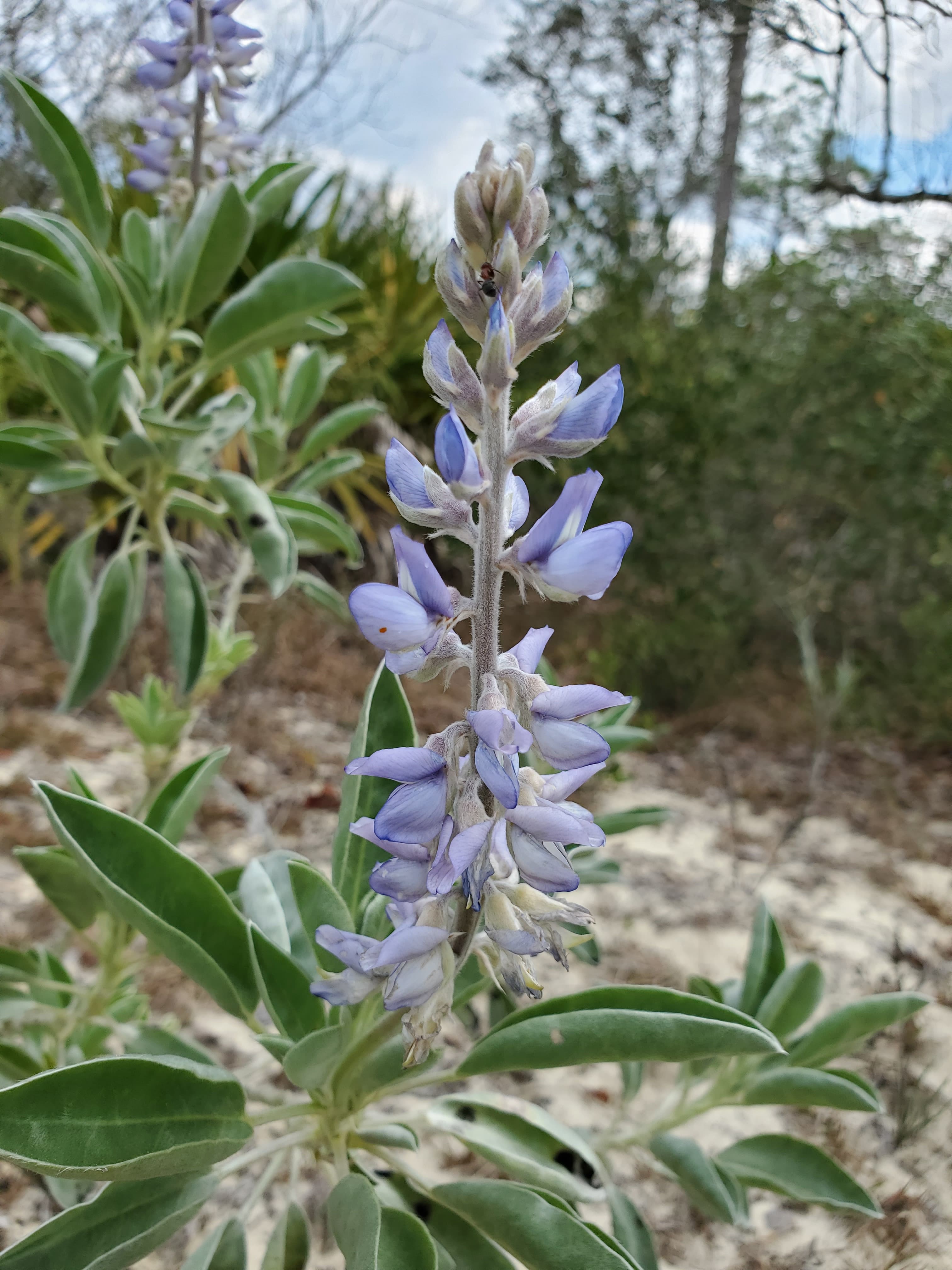 Scrub Lupine Lupinus cumulicola