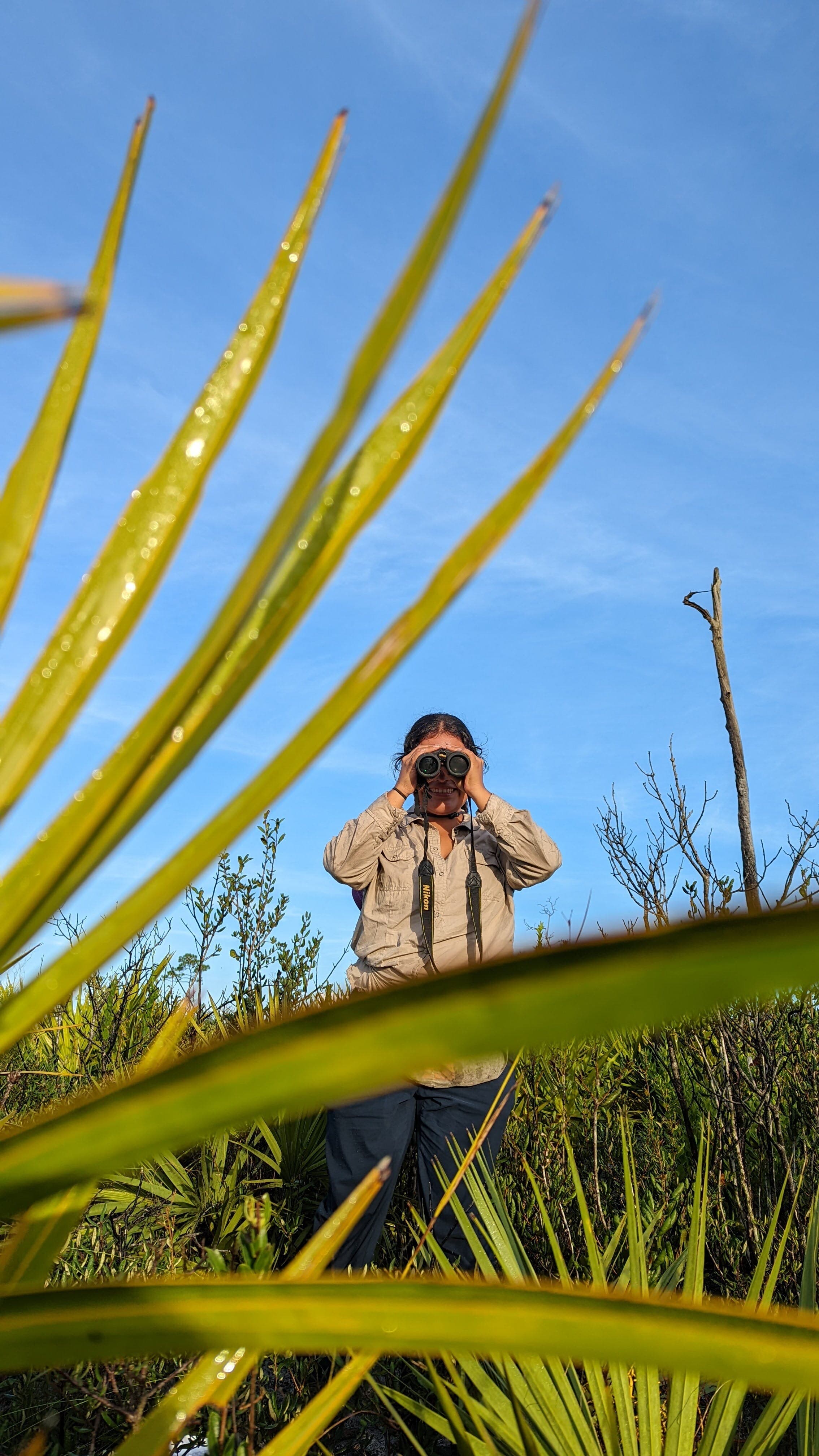 Intern Rosa Vargas watches Florida Scrub-Jays (c) Tori Bakley