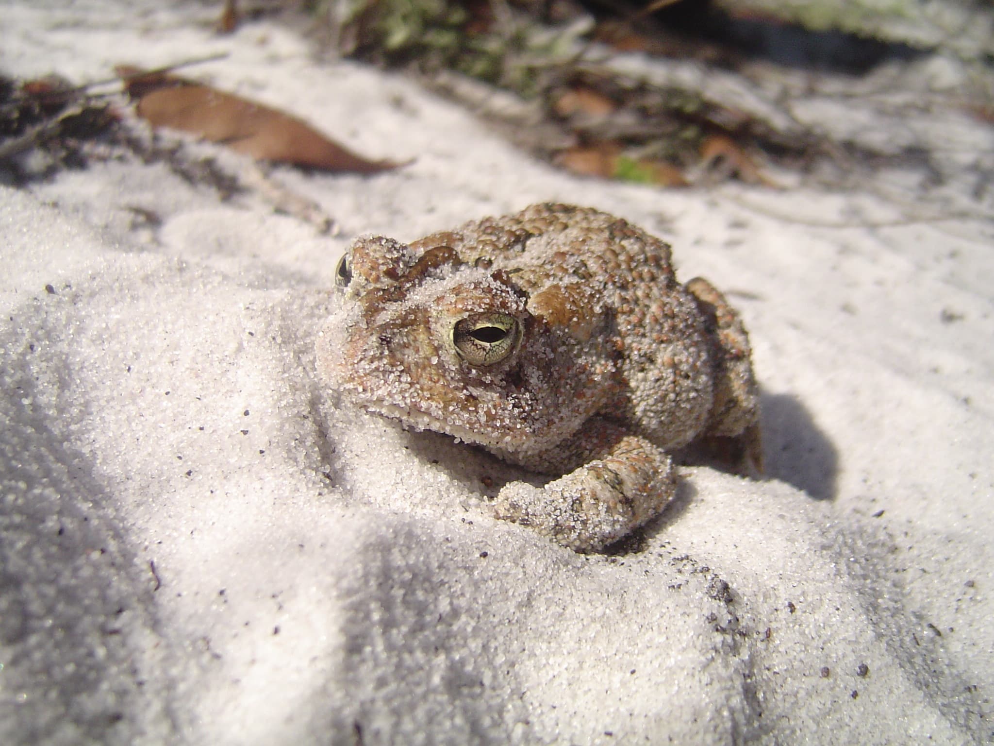 SouthernToad