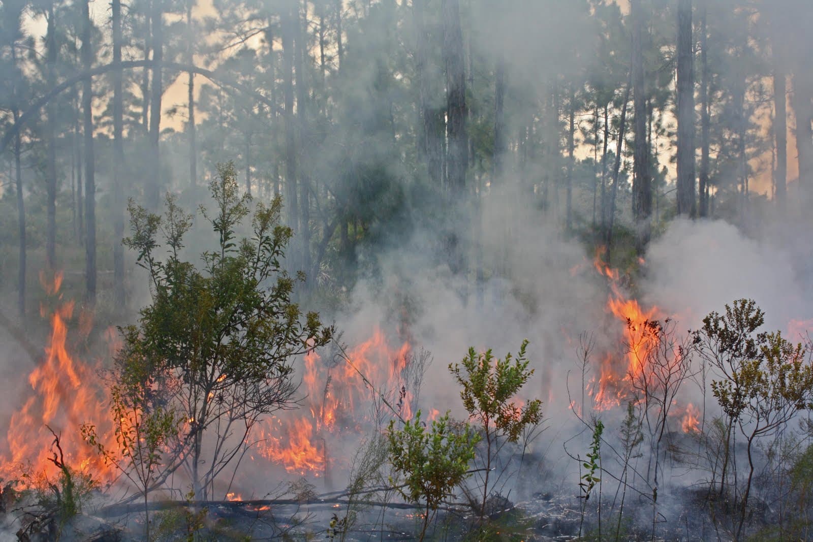 Fire Management