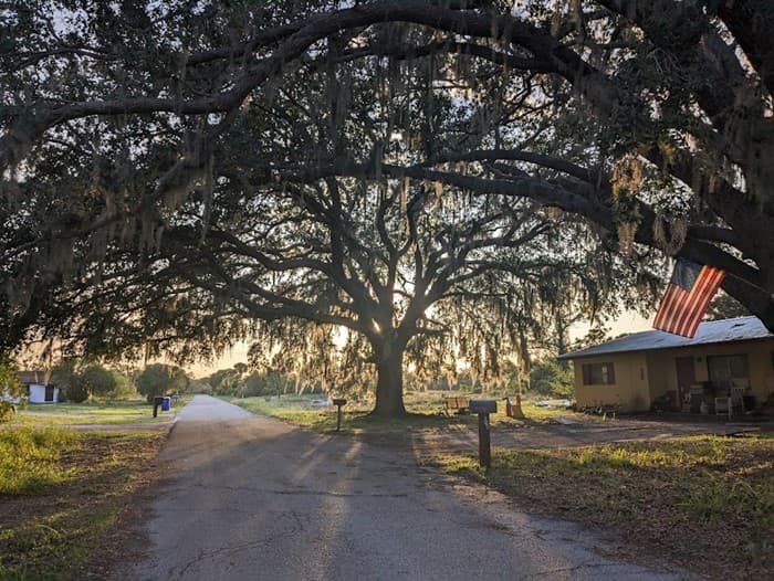 live Oak