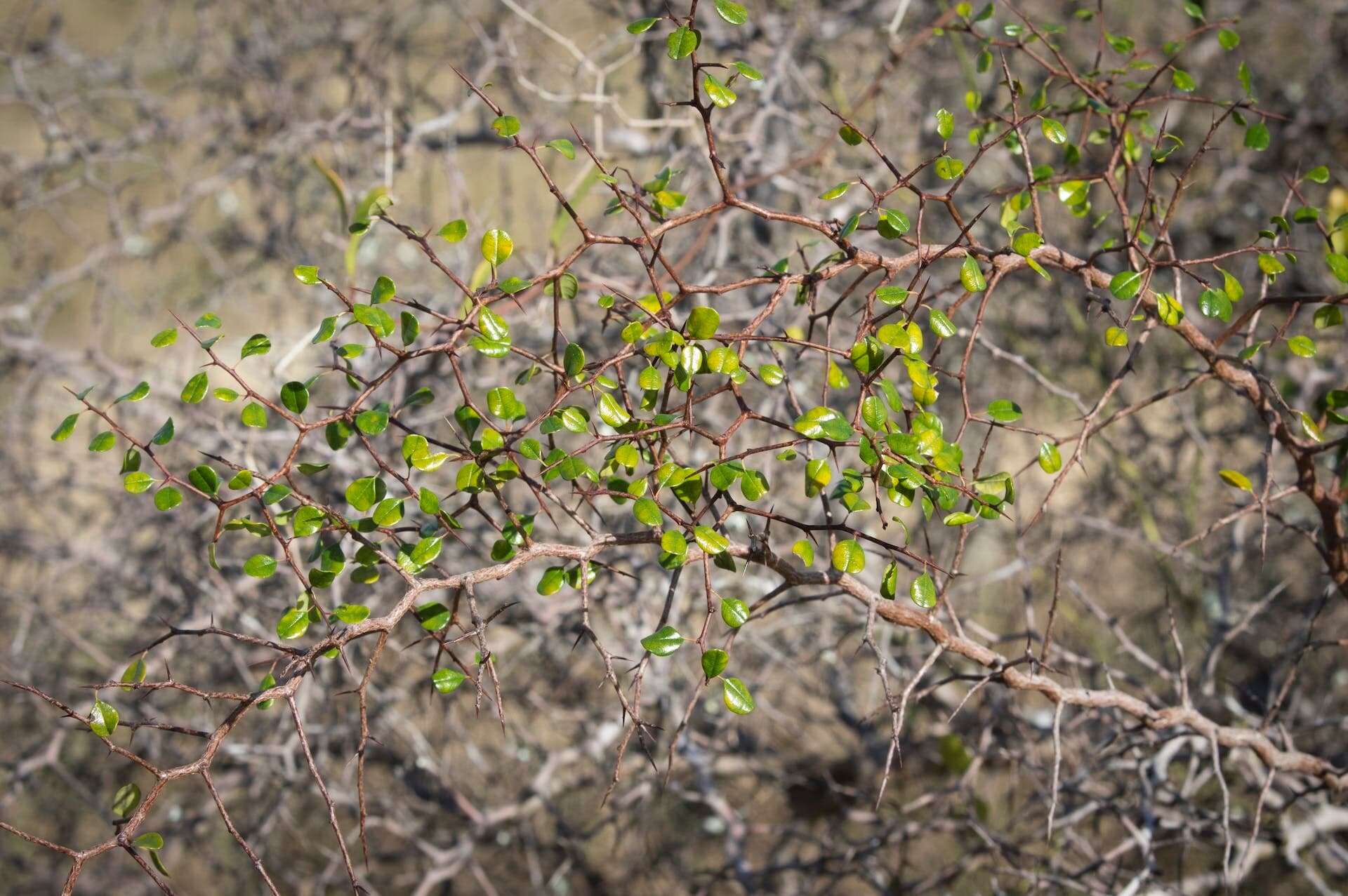 Saving a Spiny Scrub Shrub