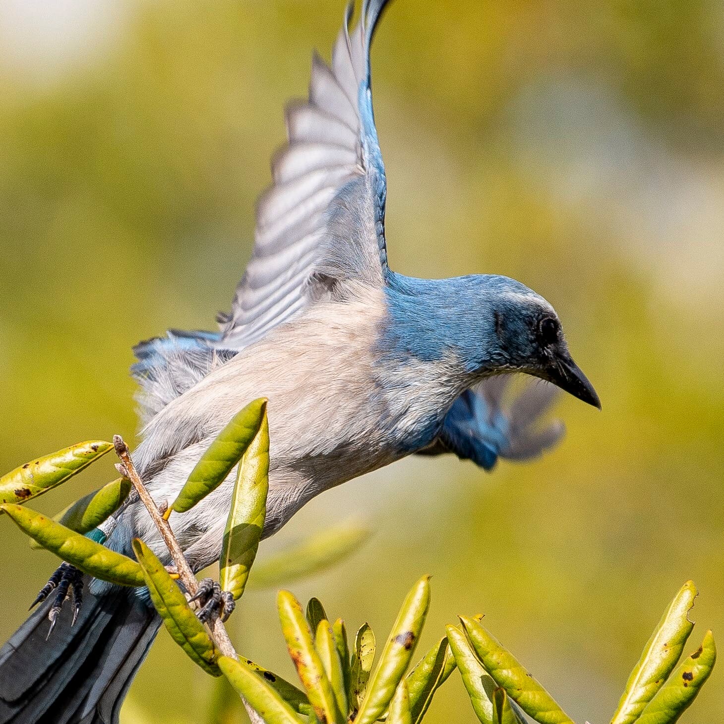 Florida Scrub-Jay