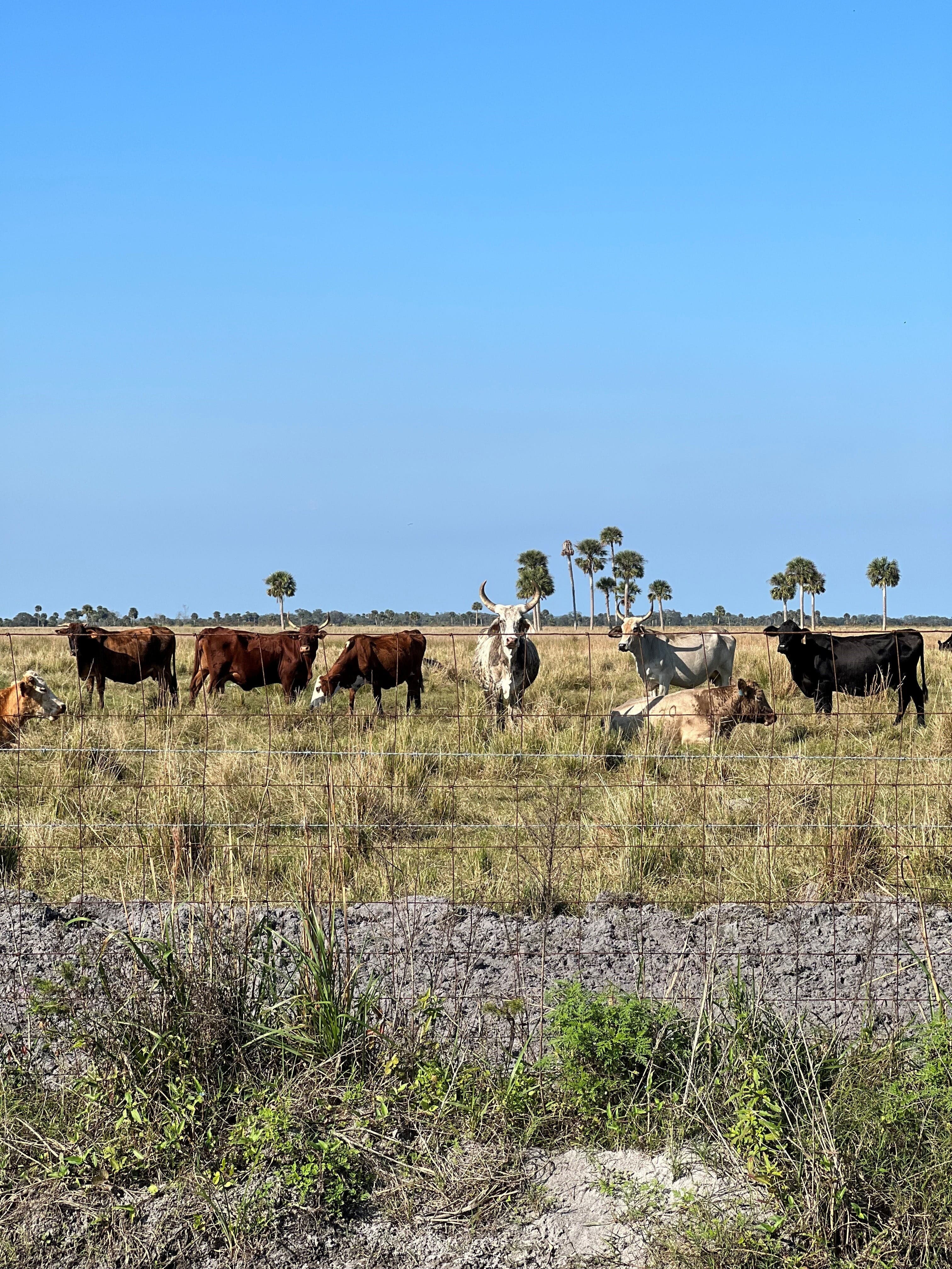 Cattle