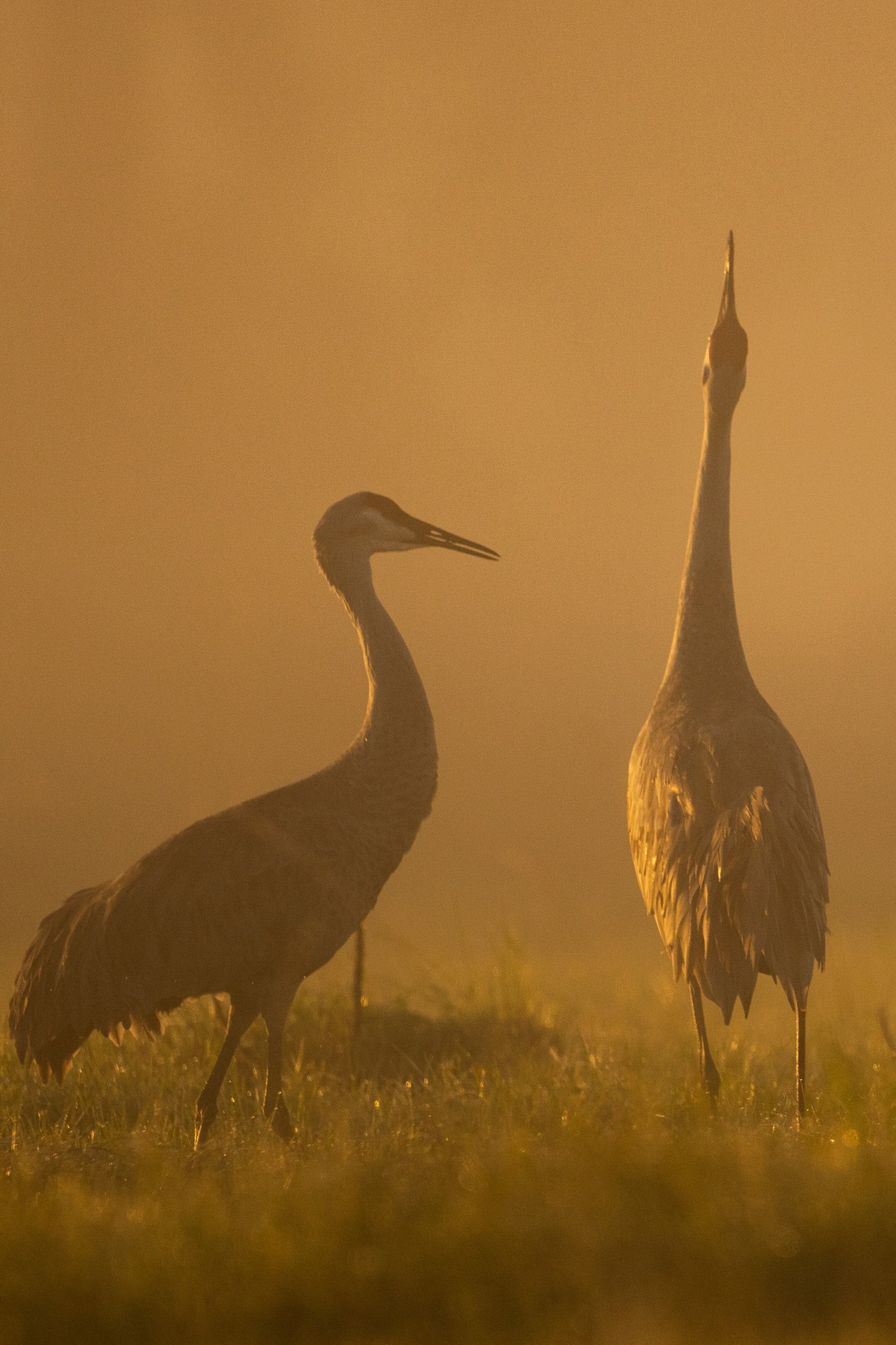 cranes on ranch HL semi native pasture