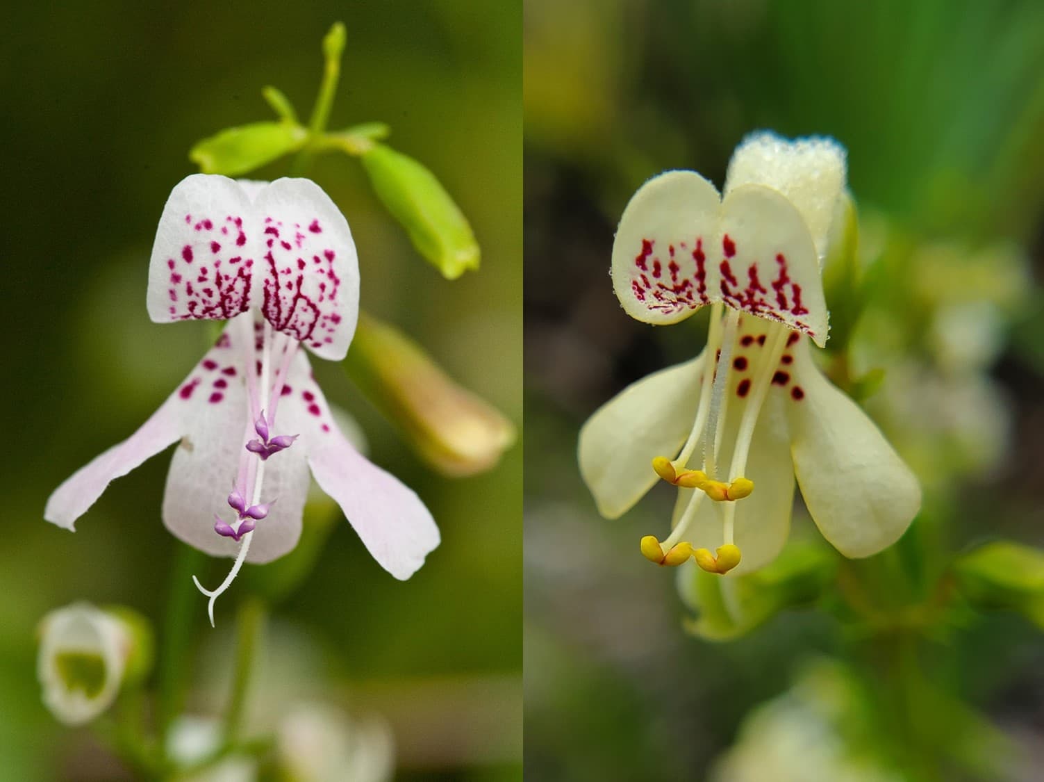 Dicerandra side by side