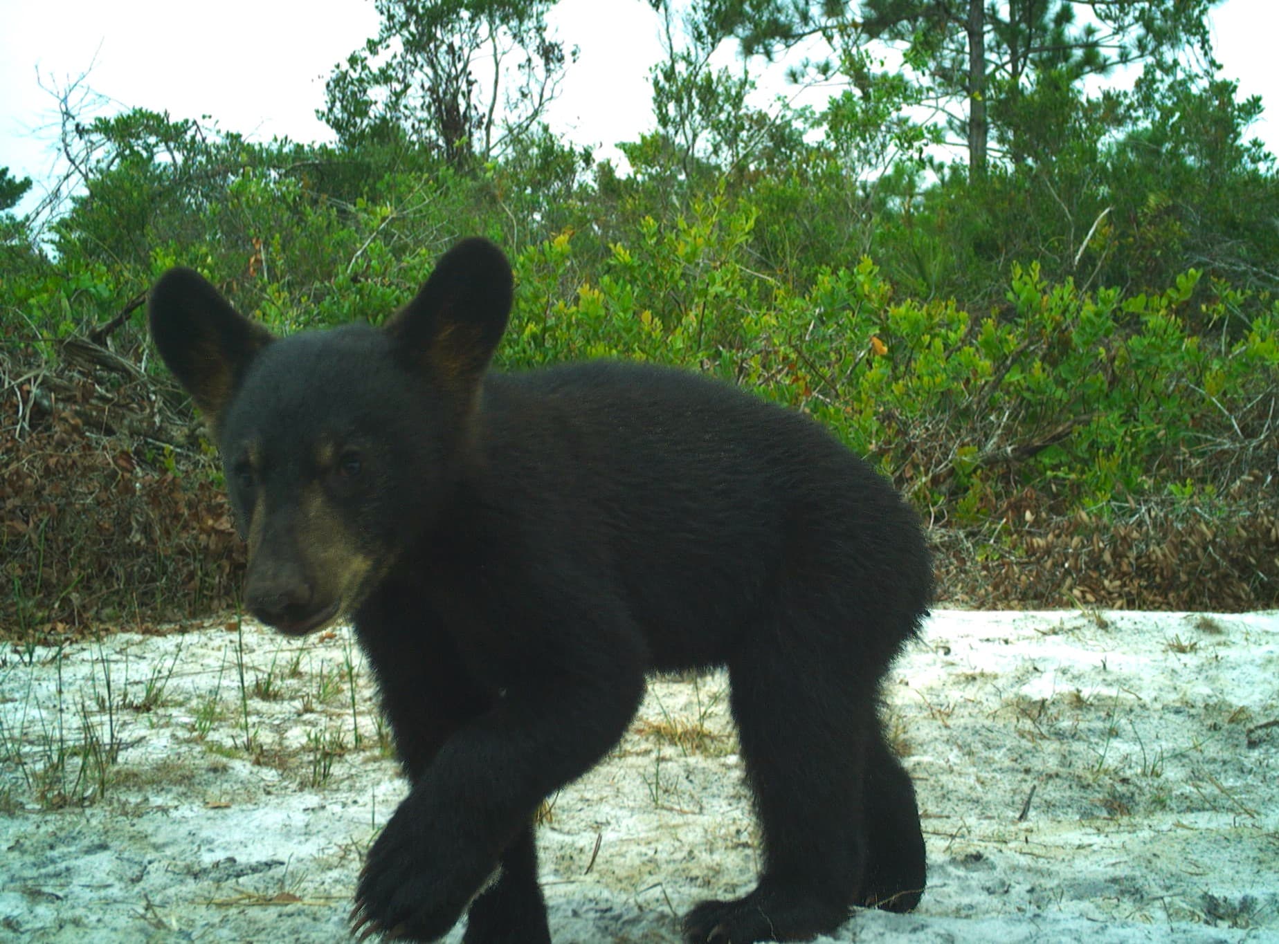 A Florida Black Bear cub caught on a Corridor Observatory camera trap. 
