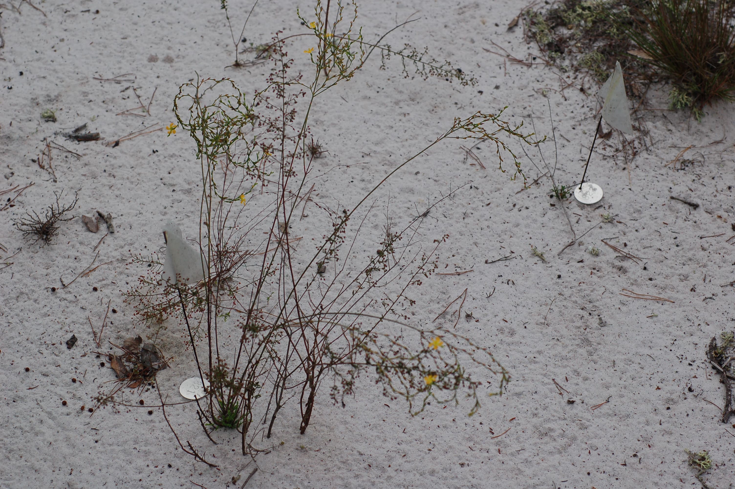 Hypericum flowering