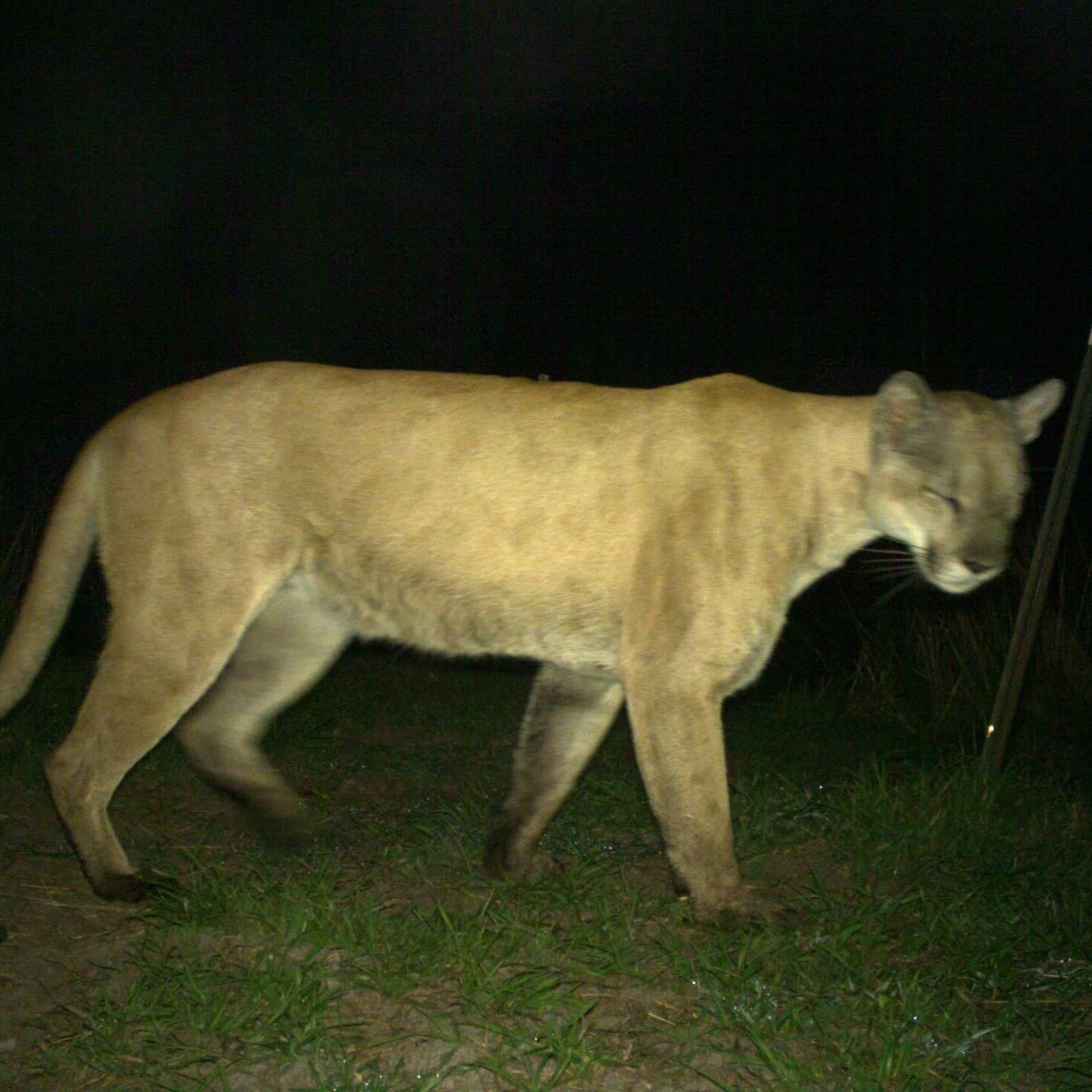 Panther facing right