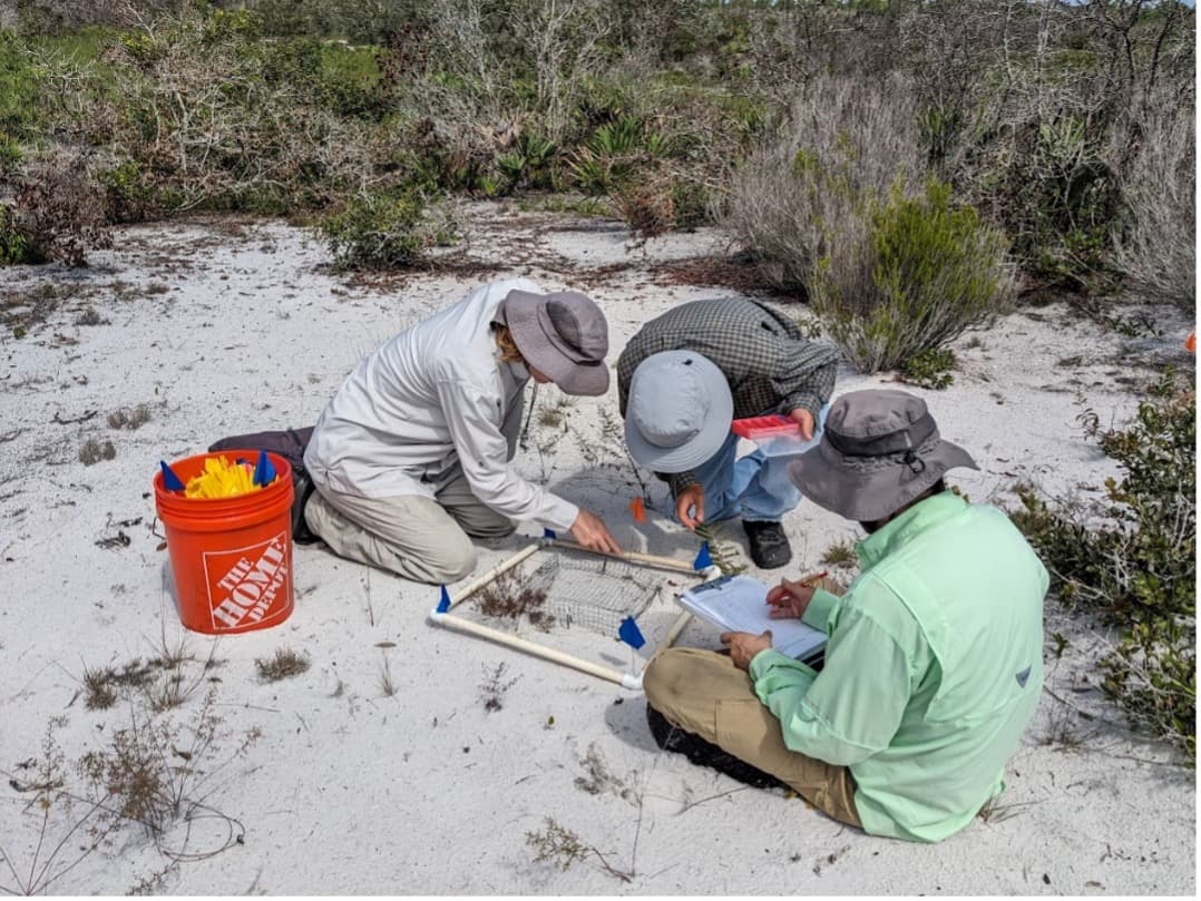 Archbold Plant Ecology Program scientists check for seedlings in a research plot post burn.
