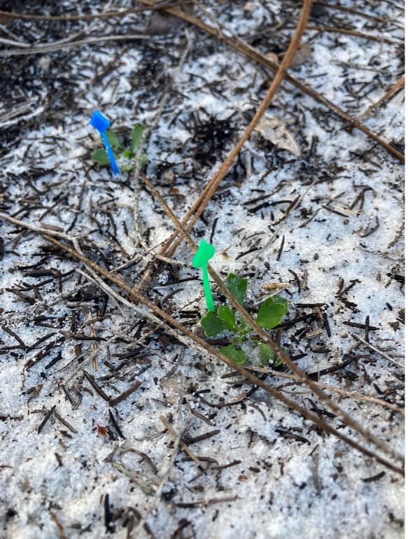 Toothpicks mark two Eryngium cuneifolium seedlings amongst Florida Rosemary leaf litter. Eryngium cunefiolium is in the carrot family (Apiaceae) and grows only in Highlands County
