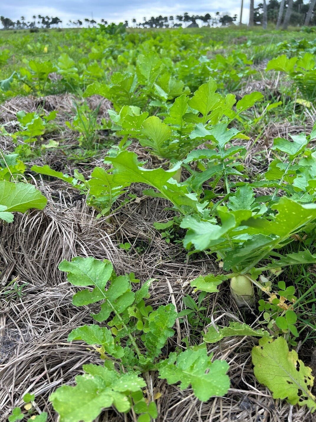 week 286 radish photo by karen rice-david