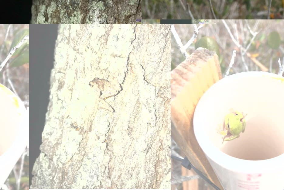 treefrogs 