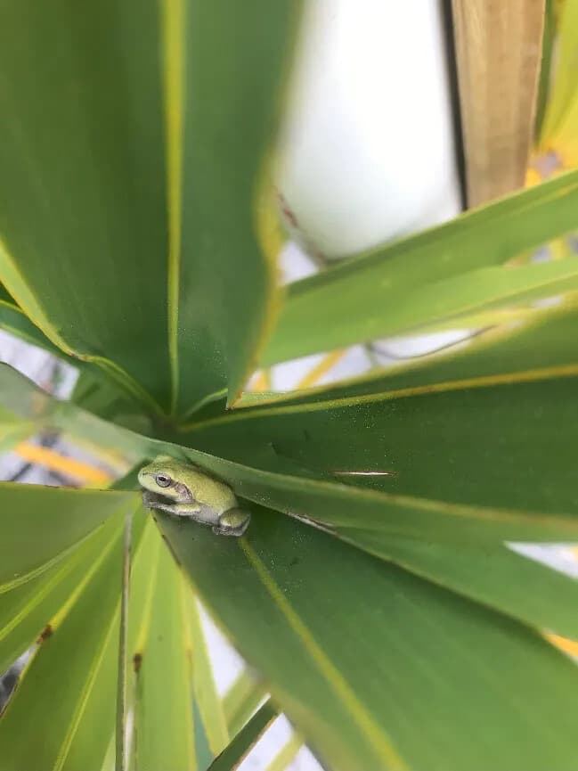pinewoods tree frog theresa fonseca