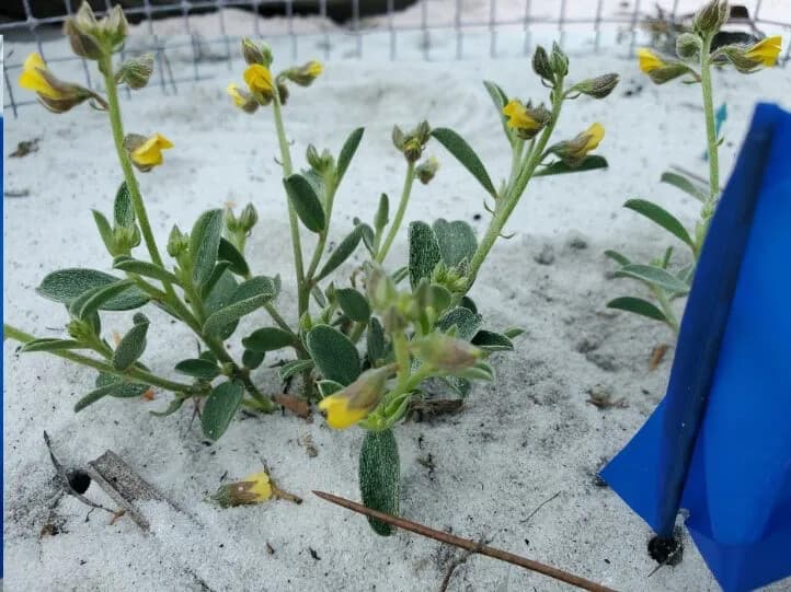 week 291 crotolaria avonensis