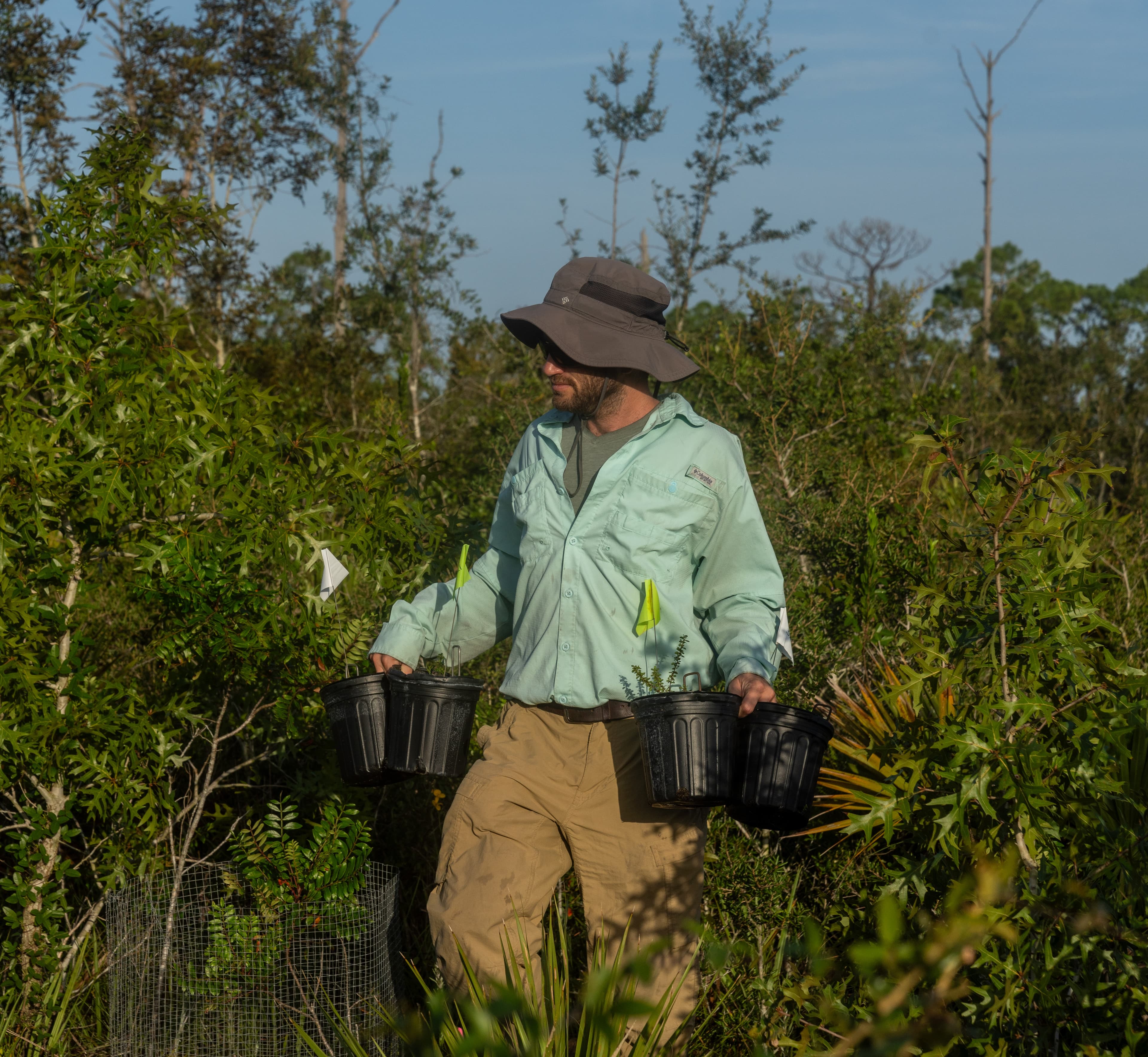 Dr. Aaron David, Archbold Plant Ecology Program Director, carries potted Florida Ziziphus plants to their new home as part of a recent introduction.
