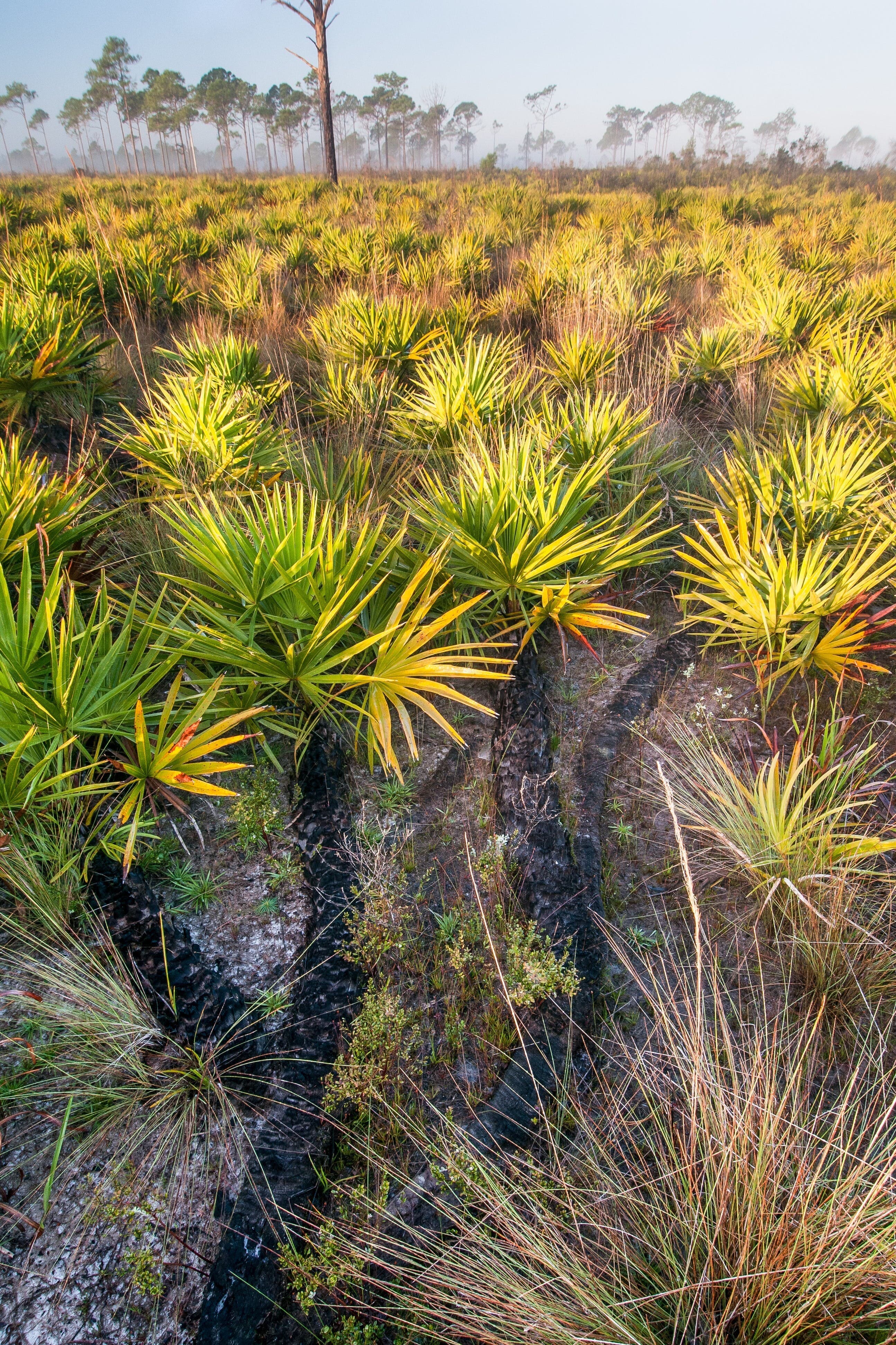 palmetto flats bowman c