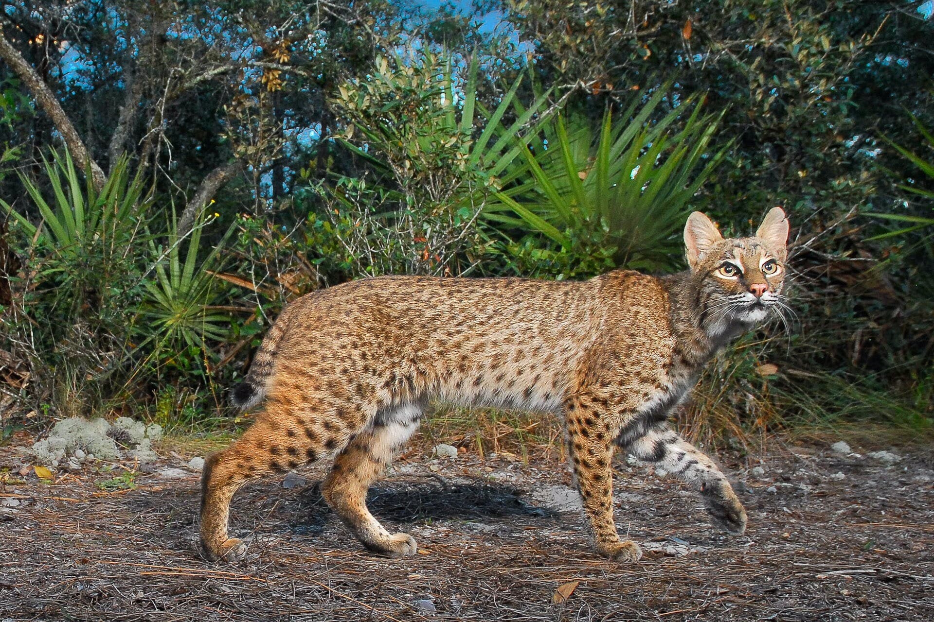 Bobcat