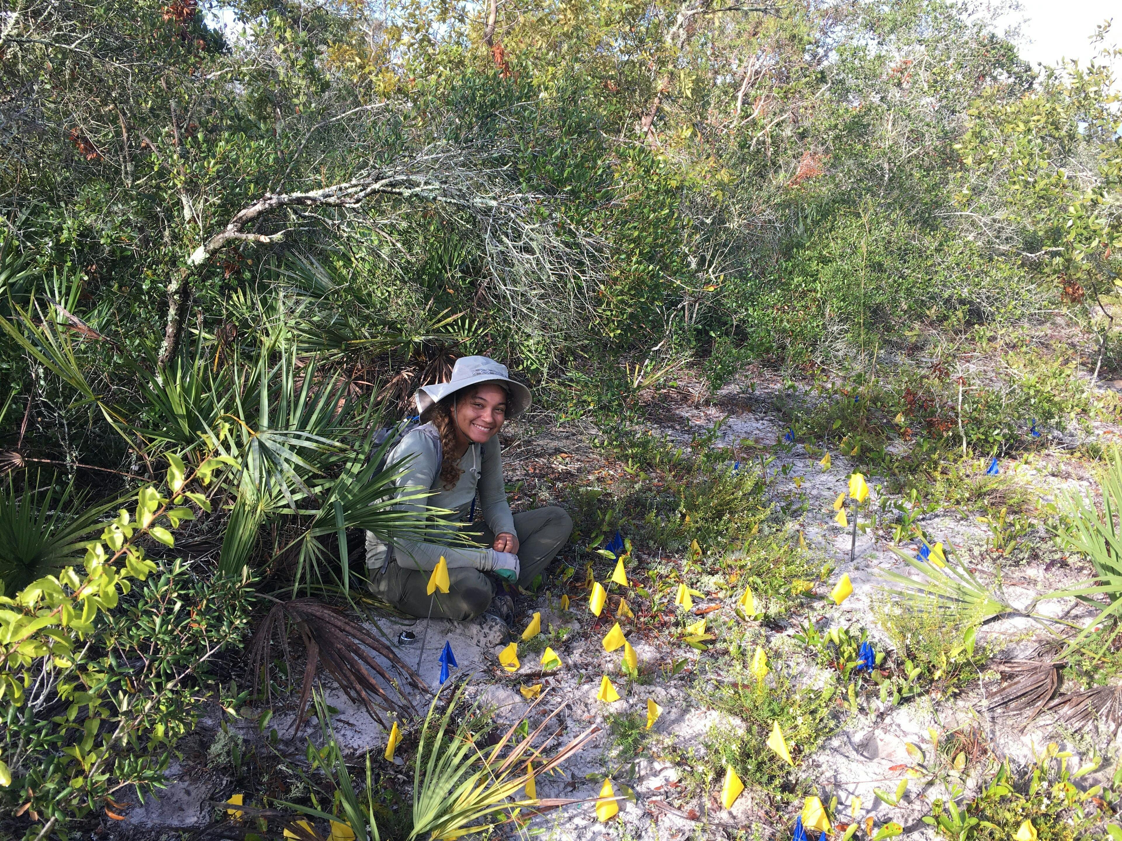 Intern Toni Jordan-Millet collects data on the federally-endangered Garrett's Mint (Dicerandra christmanii). Photo Credit: Andee Naccarato