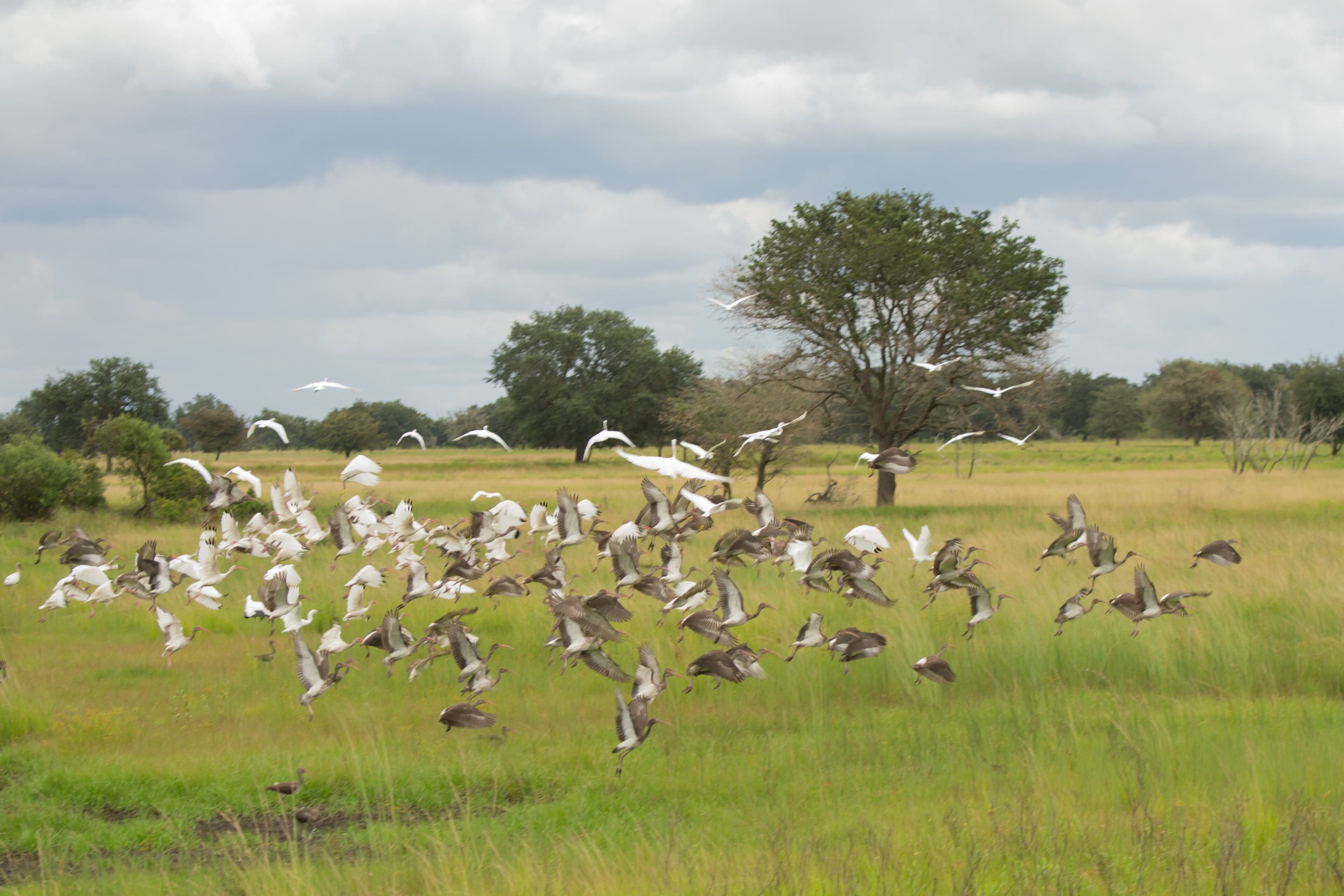 Wetland restoration