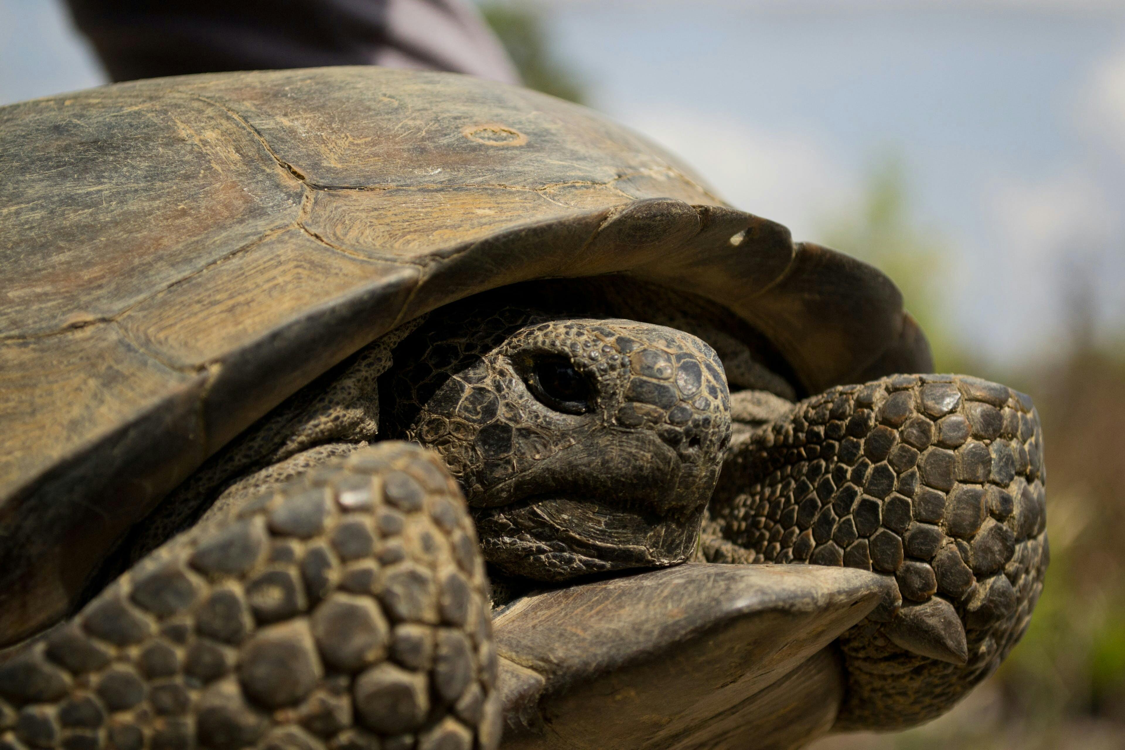 Gopher Tortoise Demography