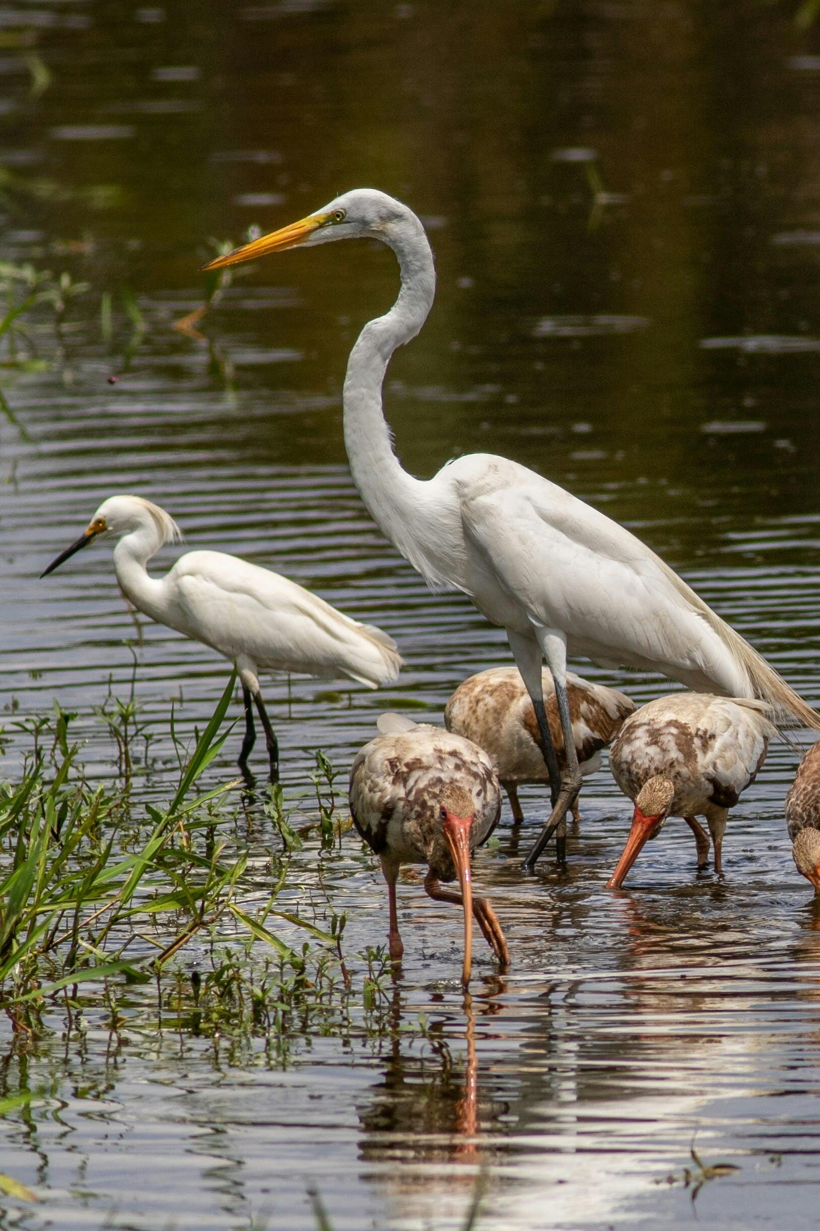 egrets in seasonal wetland ranch buck island HL