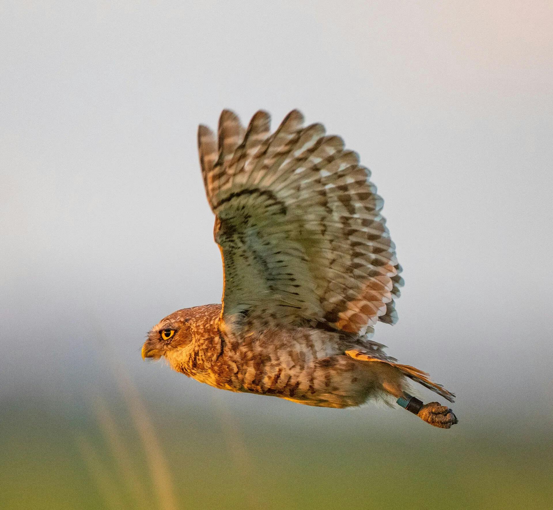burrowing owl bir hl