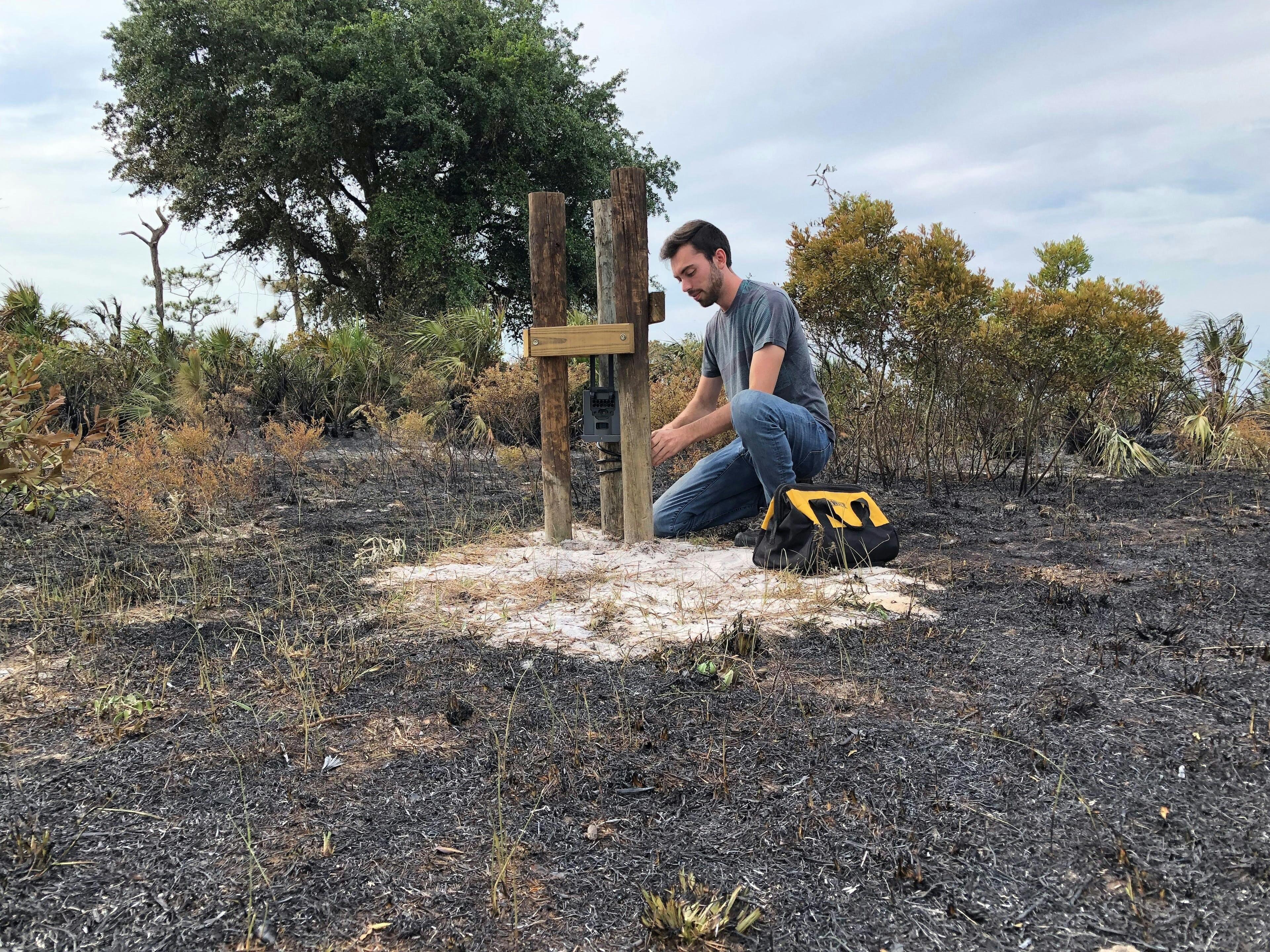 Archbold Data Manager Matthew Dietrich visits a Corridor Observatory instrument site after a May 2022 prescribed fire at Deluca Preserve; photo by JM Guthrie 