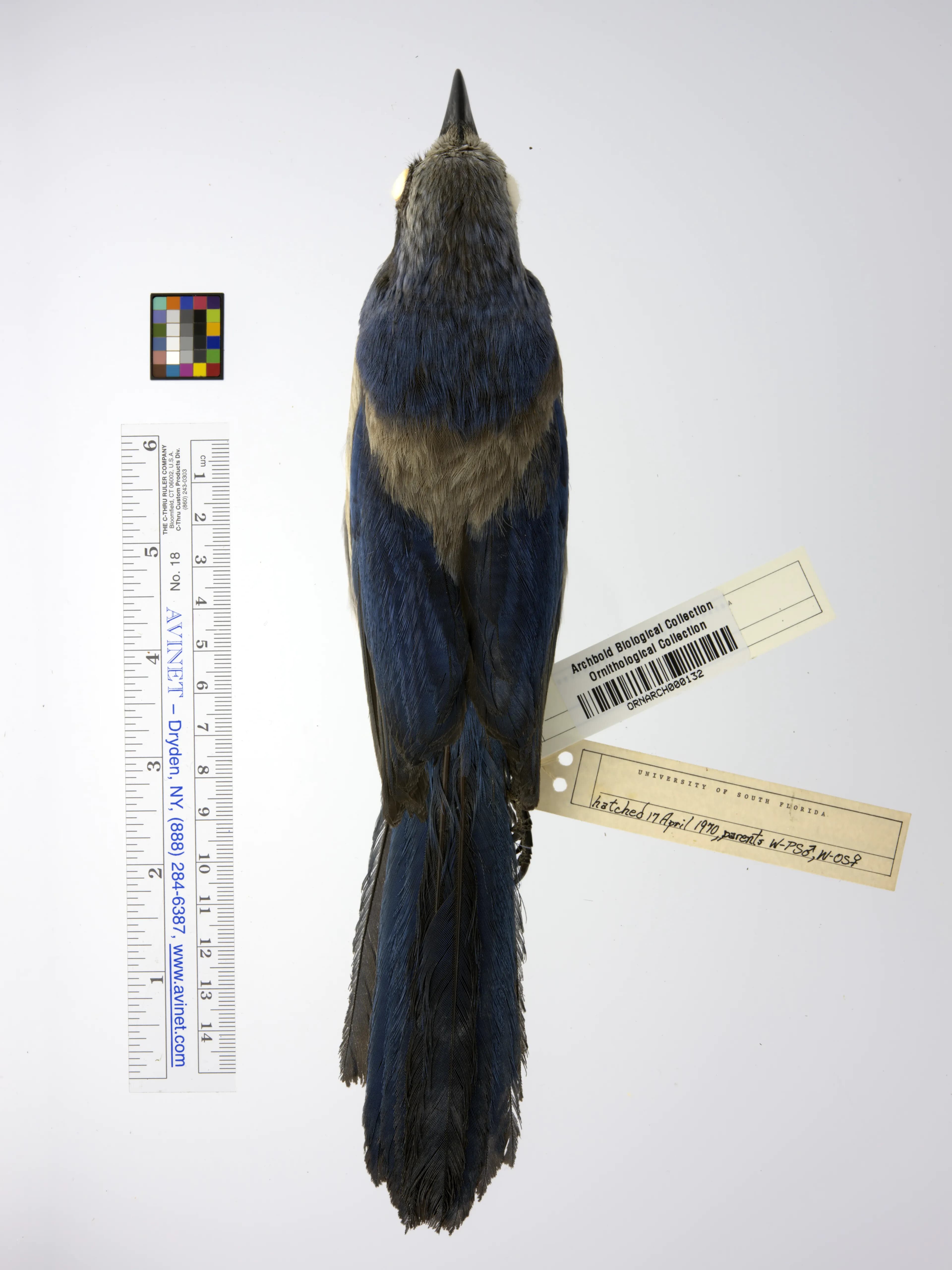 scrub jay skin collection