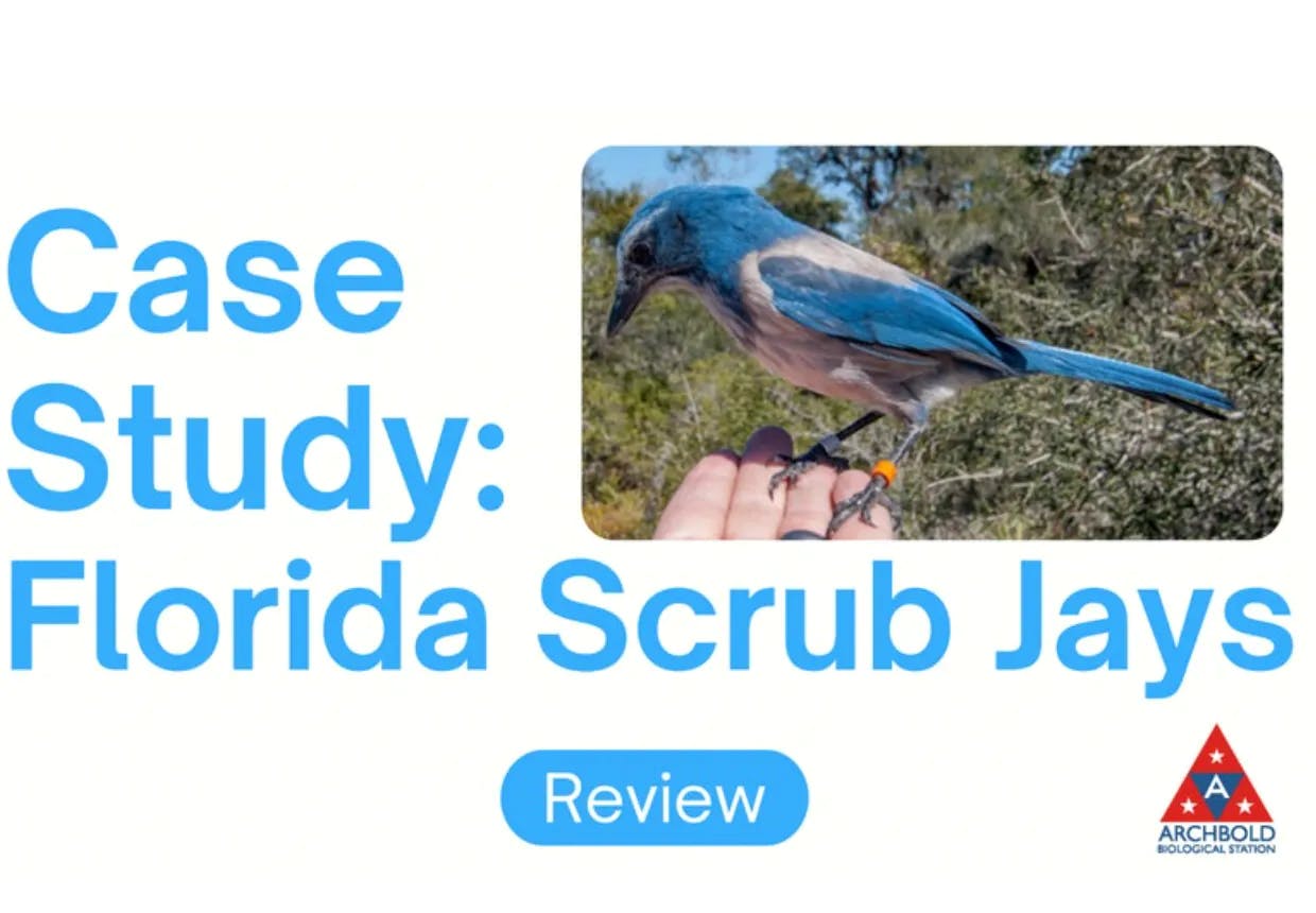  Scrub Jays Review Slides