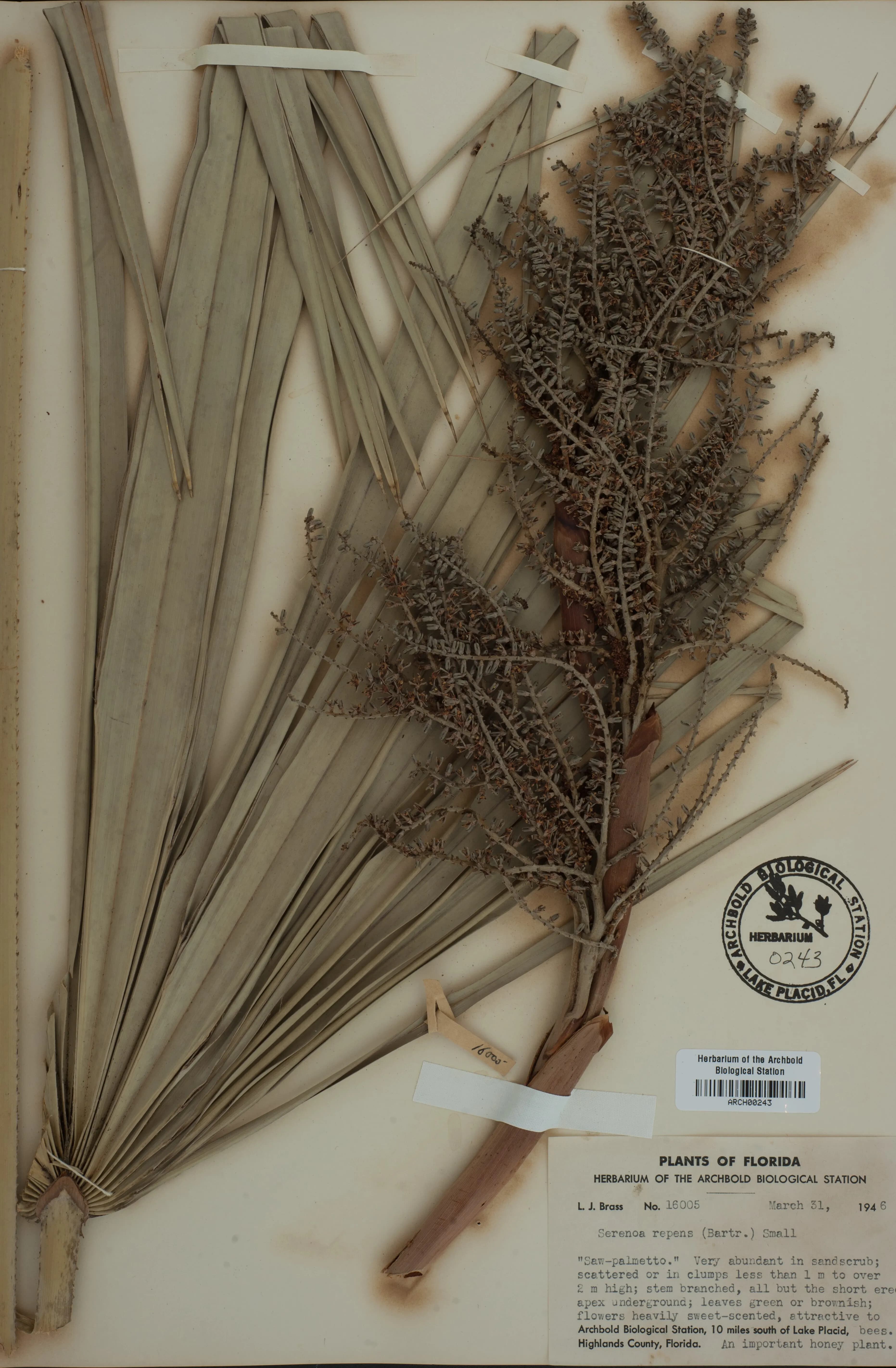 saw palmetto herbarium specimen