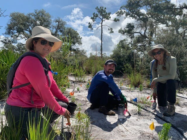 From left: Research Assistants Andee Naccarato and Dr. Sterling Herron and Intern Toni Jordan-Millet plant the endangered Carter's Mustard (Warea carterii). Photo Credit: Andee Naccarato