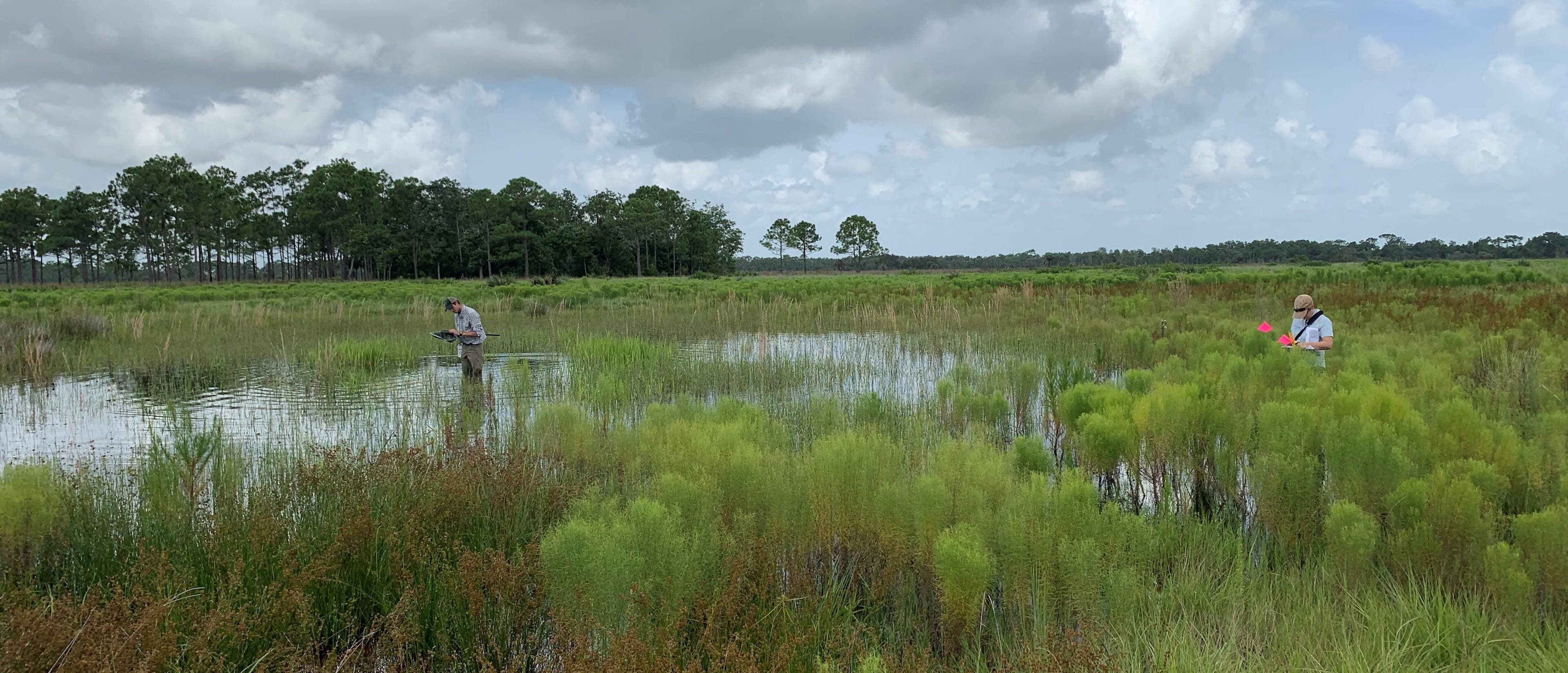 Herpetology & Restoration Ecology