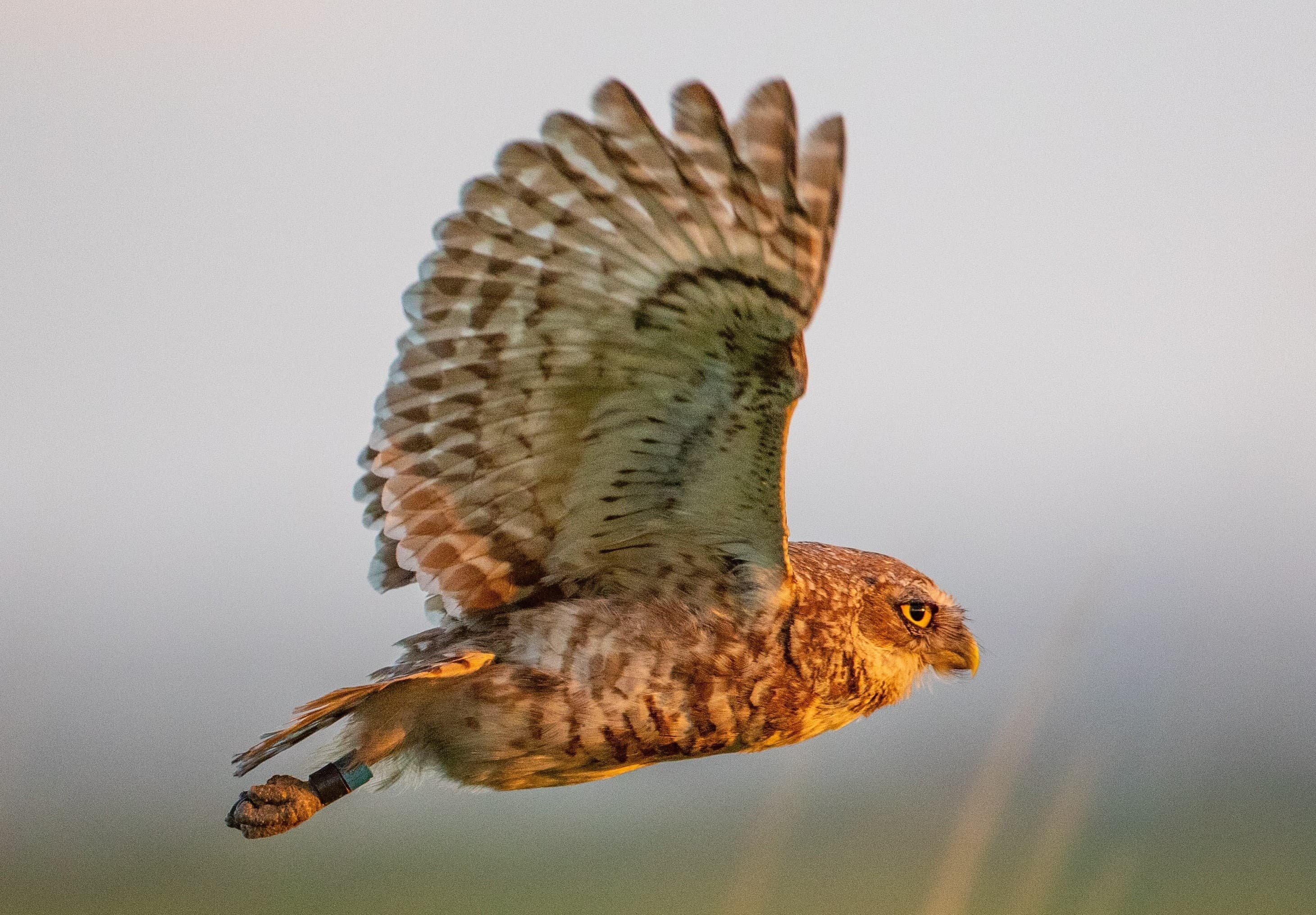 Burrowing Owl facing right vertical crop