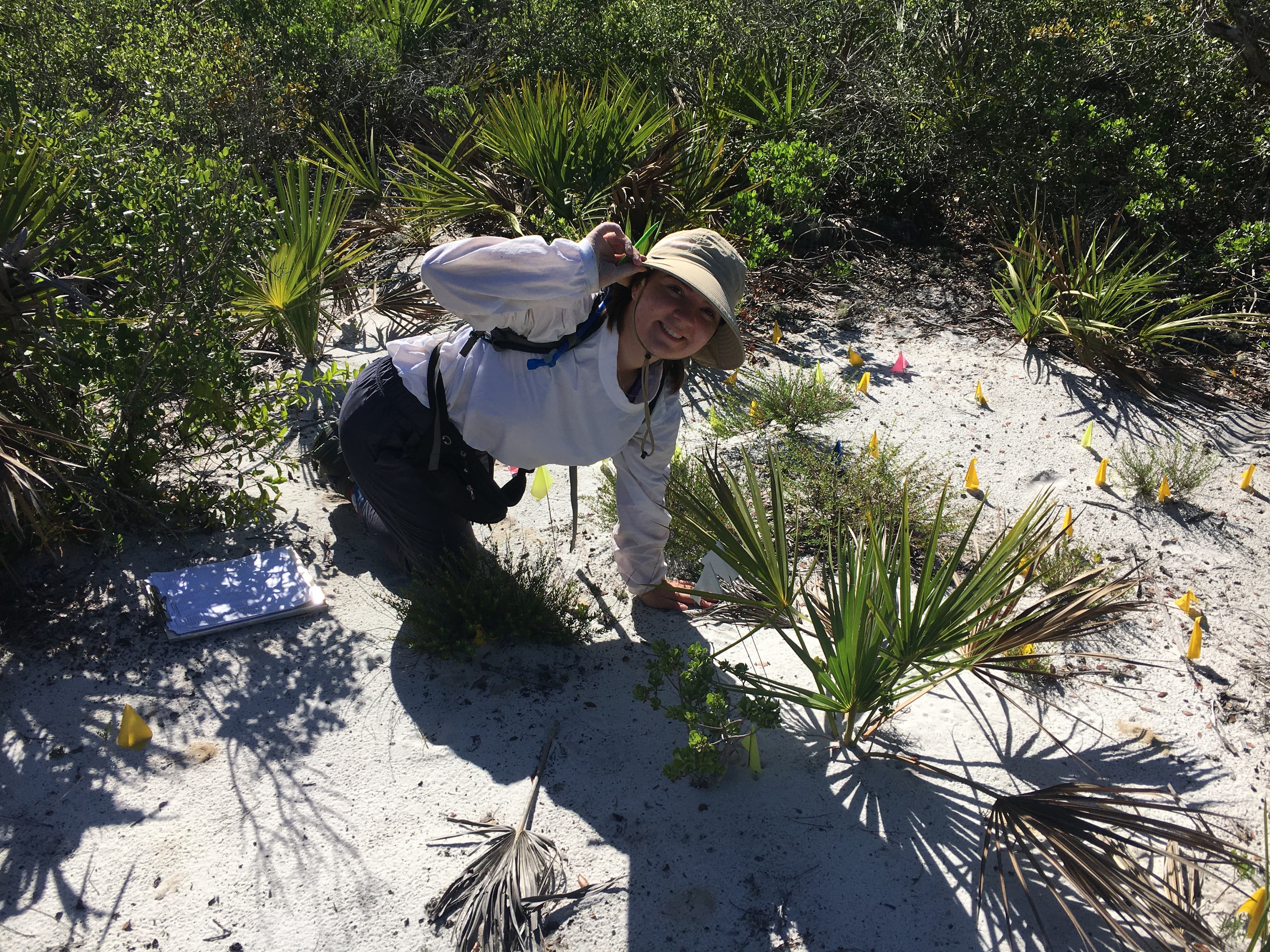 Former Plant Ecology Research Intern Iris Kennedy searching for Dicerandra christmanii seedlings.