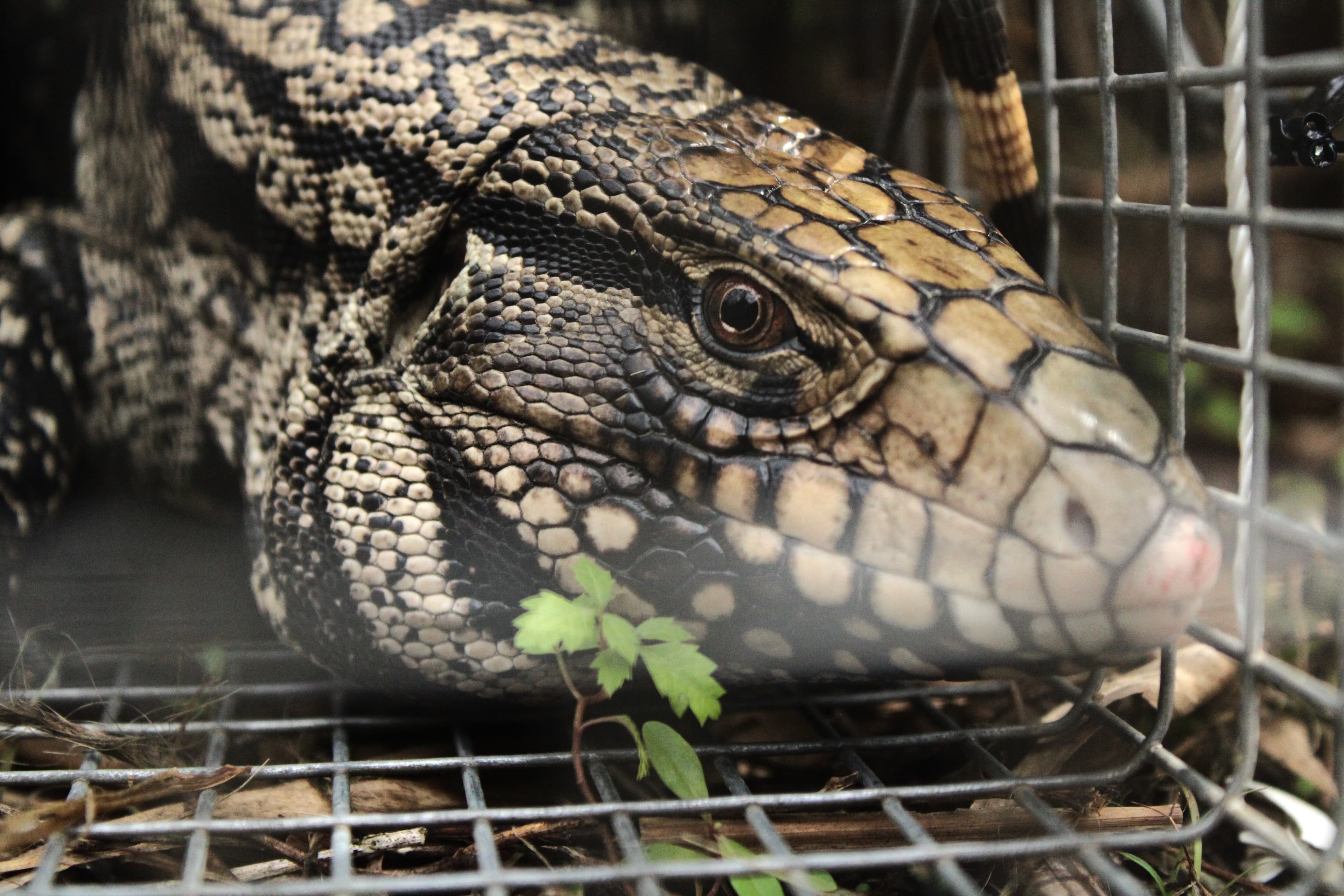 Argentine Black and White Tegu captured in a live-trap.