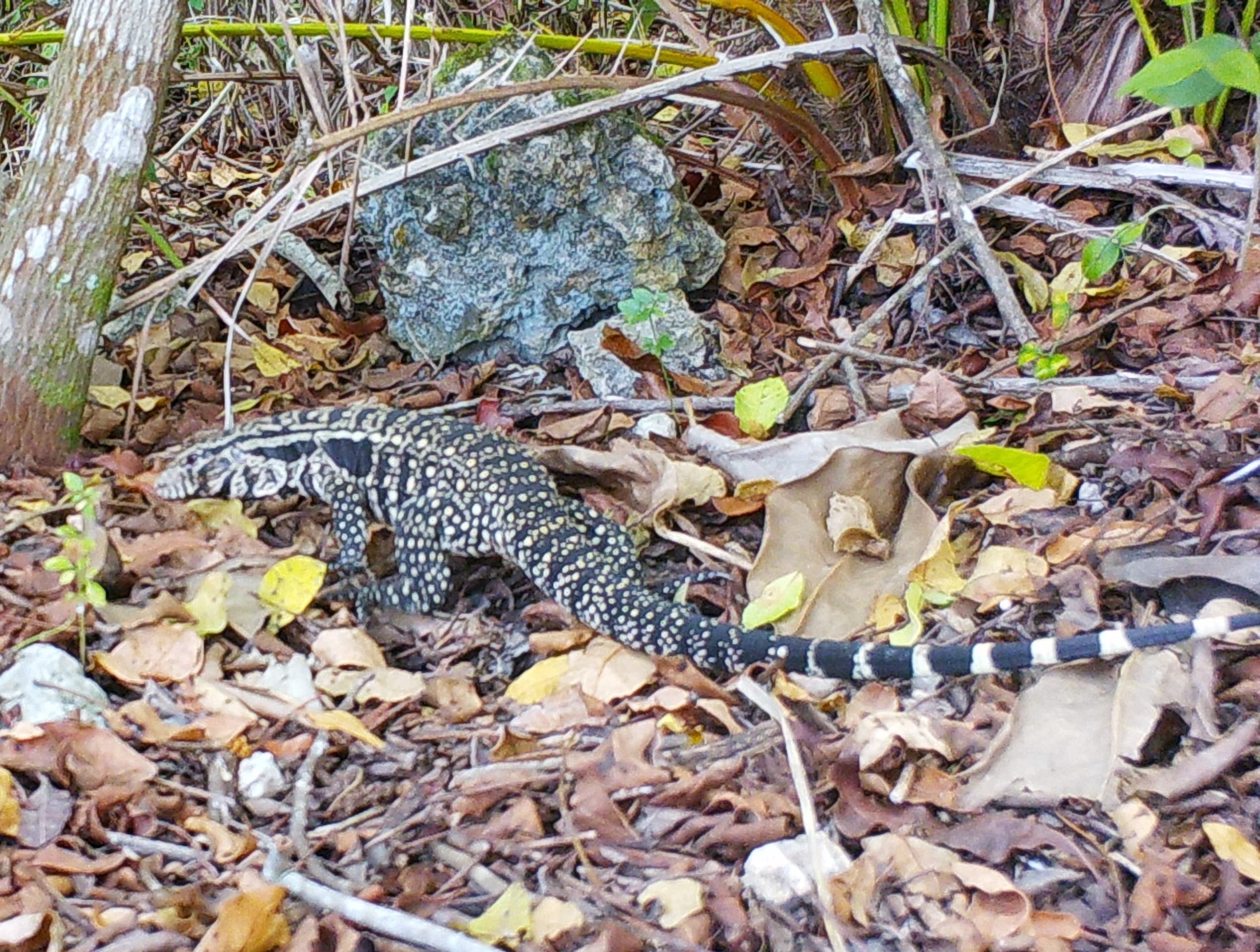 An invasive tegu seen on a motion-triggered game camera.