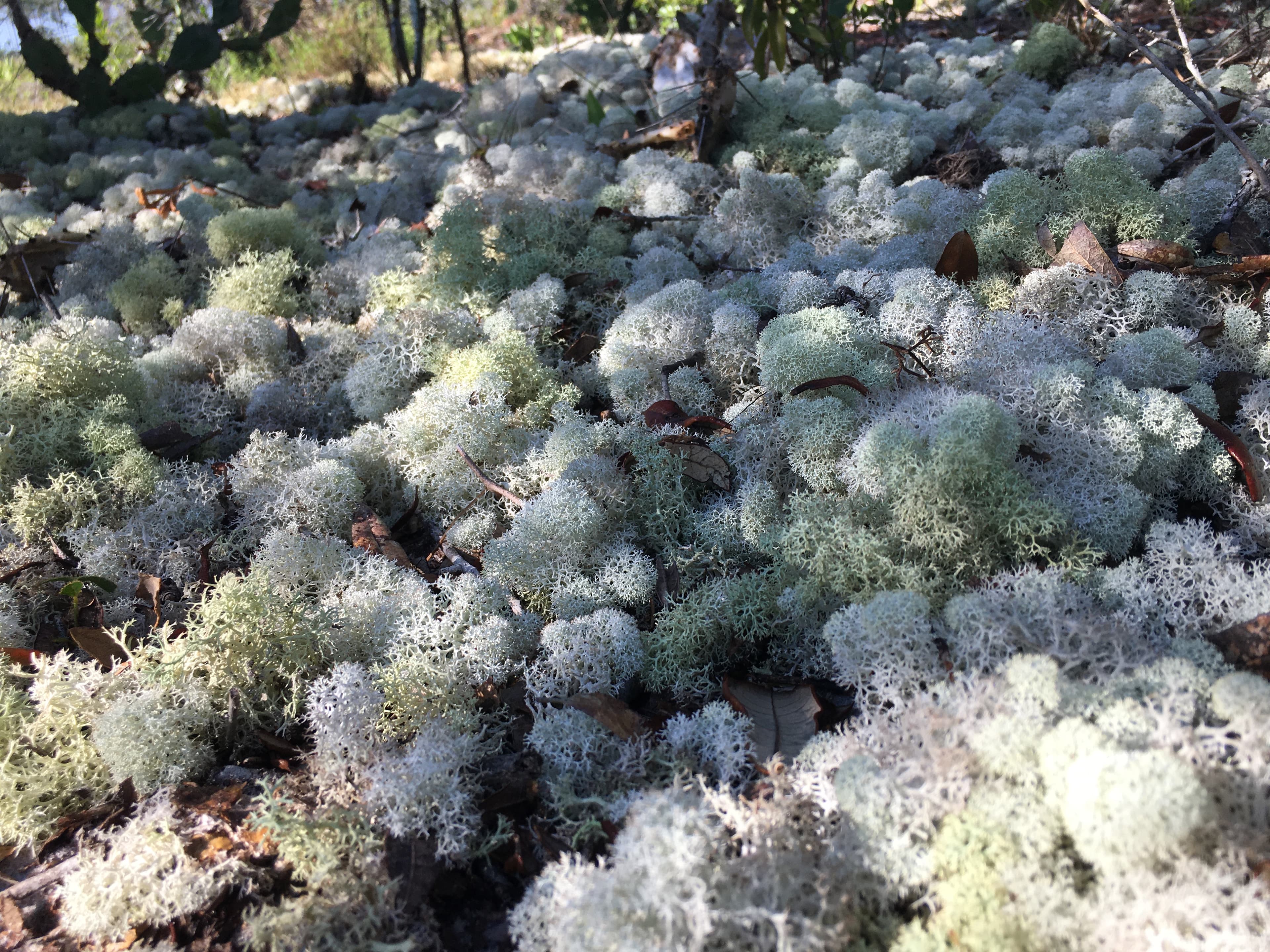 A thick ground lichen mat growing in the Florida scrub, consisting of Powderpuff Lichen (Cladonia evansii) and Dixie Lichen (Cladonia subtenuis), taken at Archbold Biological Station.